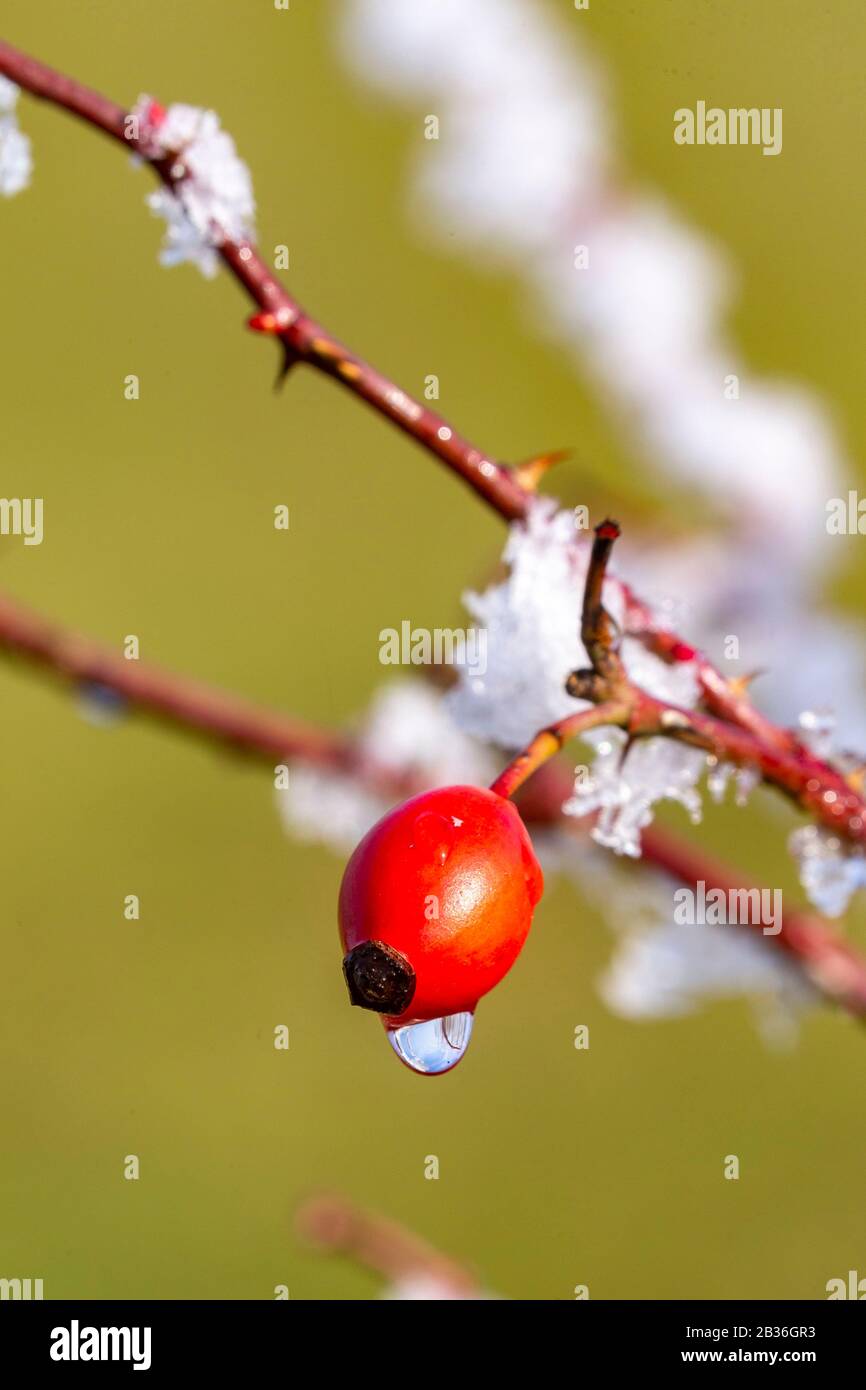 Francia, Bas Rhin, fianchi di rosa o fianchi di rosa, frutta (frutto falso) del cane rosa (Rosa canina), coperto di gelo Foto Stock