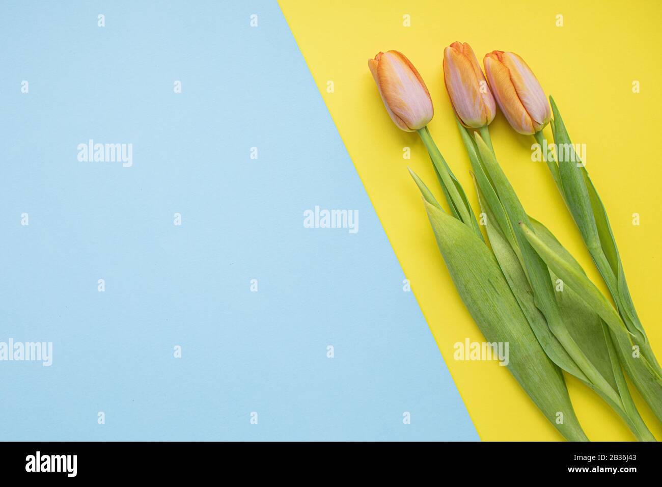 Bellissimi tulipani rosa su sfondi di carta multicolore con spazio di copia. Primavera, estate, fiori, concetto di colore, giornata femminile Foto Stock