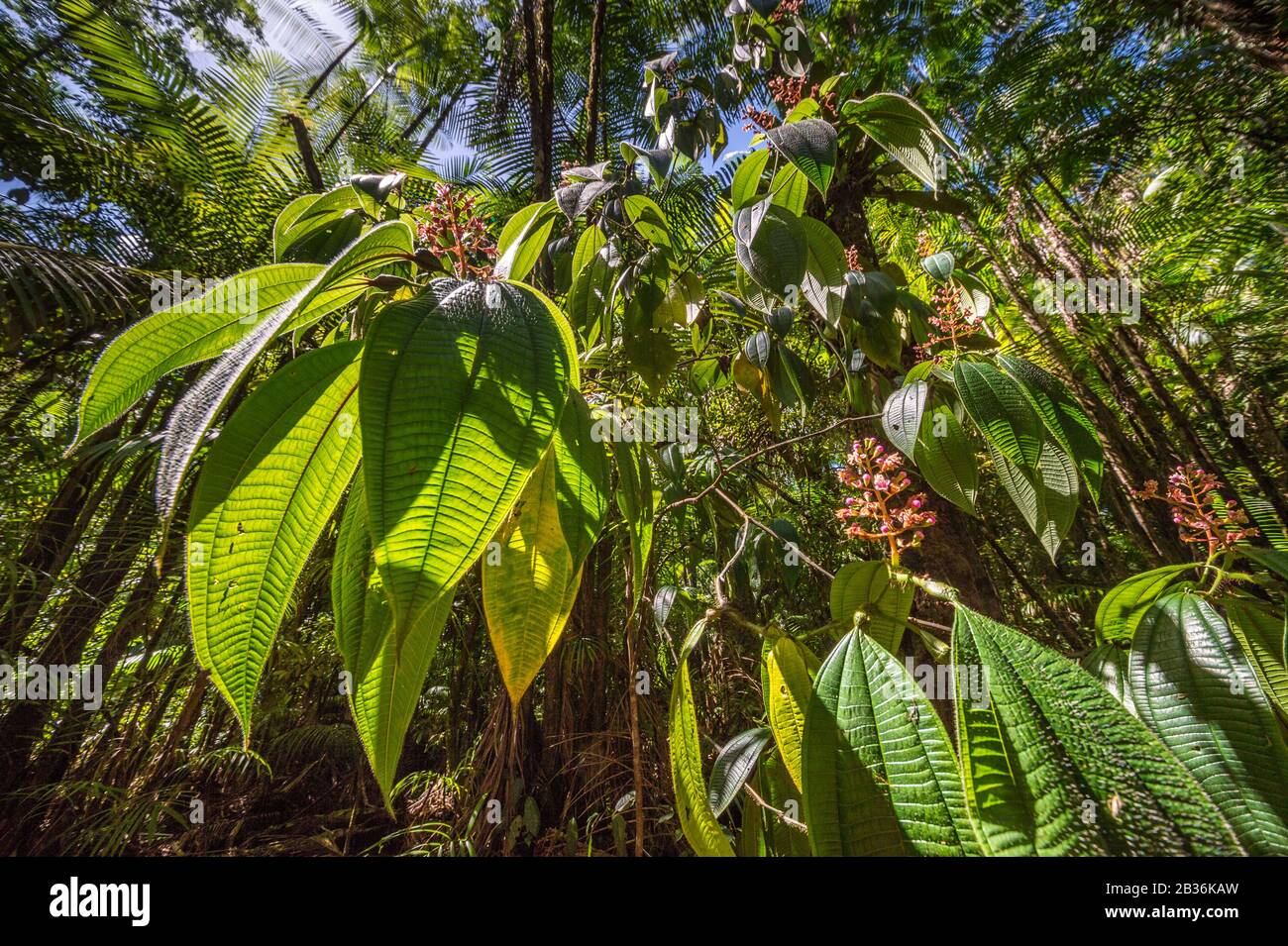 Francia, Guiana francese, area inesplorata al confine tra il cuore del Parco Amazzonico della Guiana francese e la Riserva Naturale Nazionale di Trinidad, fine della stagione secca, missione scientifica dell'inventario pluridisciplinare di Haut Koursibo, fioritura di Miconia tococo Michelang negli shallows della sottobosco tropicale, i suoi rigonfiamenti alla base delle foglie (domatia) rifugio formiche che proteggeranno la pianta Foto Stock