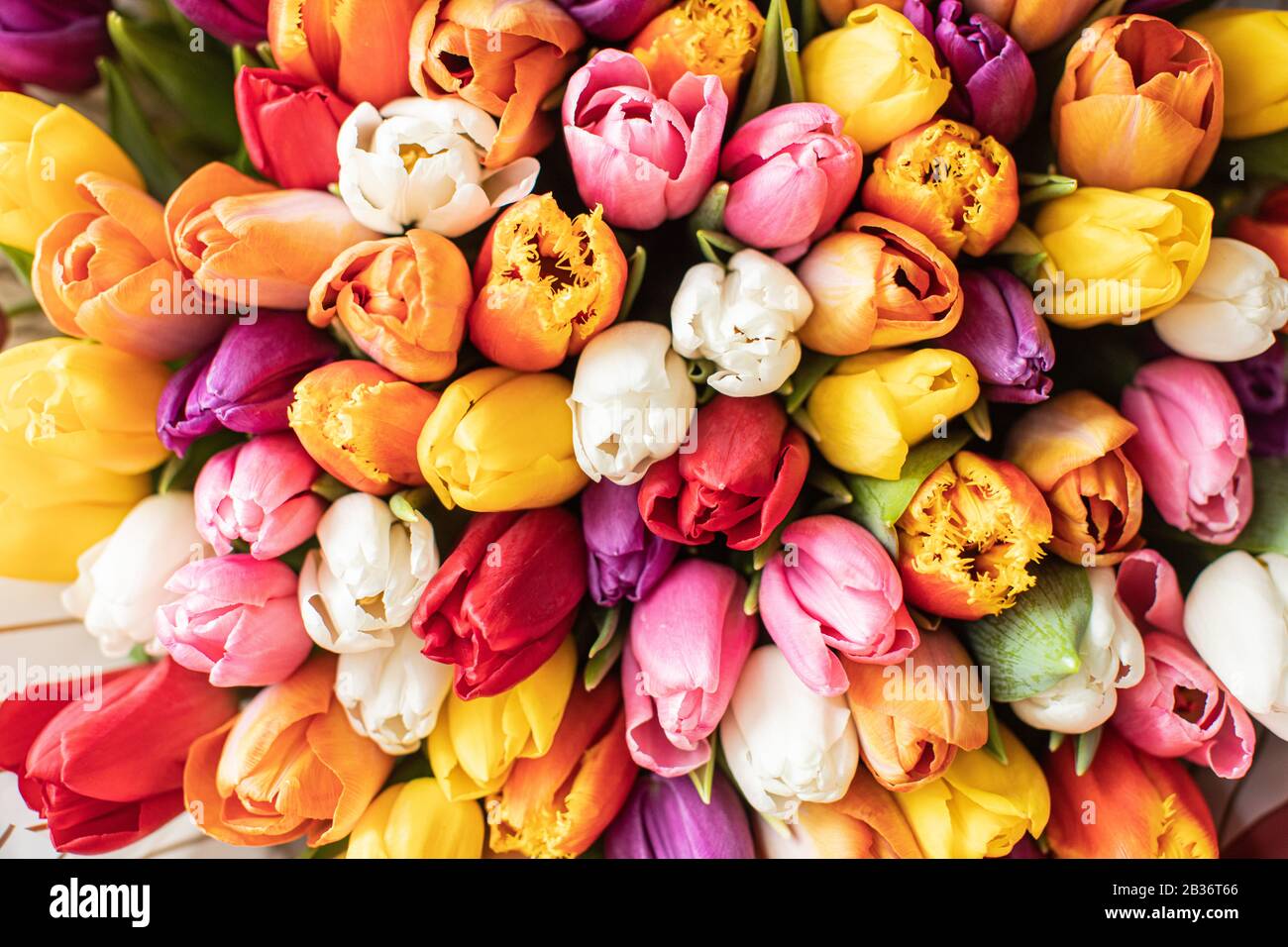 Primo piano Grande Bouquet Di tulipani misti. Fiore sfondo e sfondo. Negozio floreale concetto . Bellissimo bouquet fresco. Consegna fiori Foto Stock