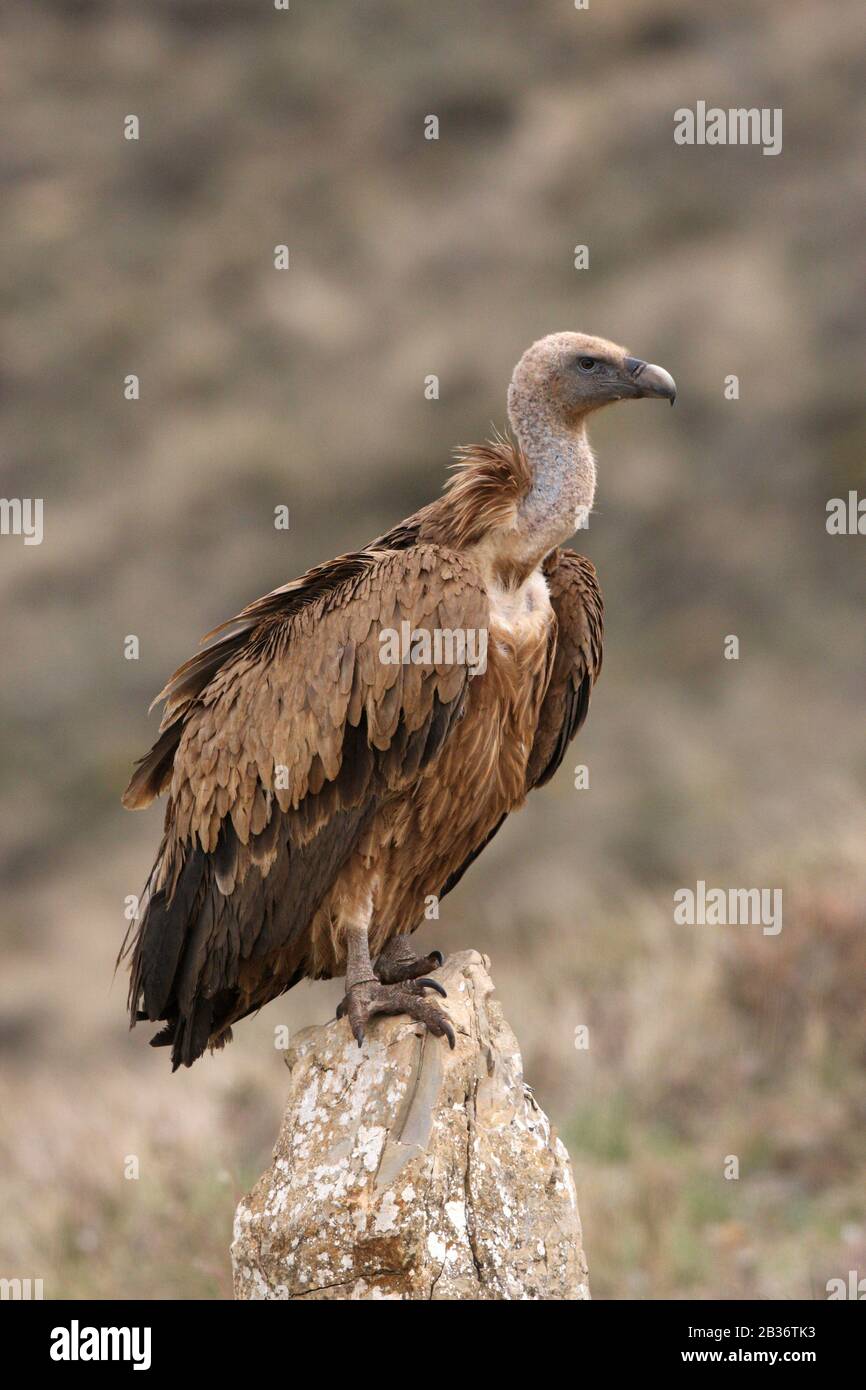 Griffon Vulture, Gyps Fulvus, Si Trova In Europa Meridionale, Nord Africa E Asia Foto Stock