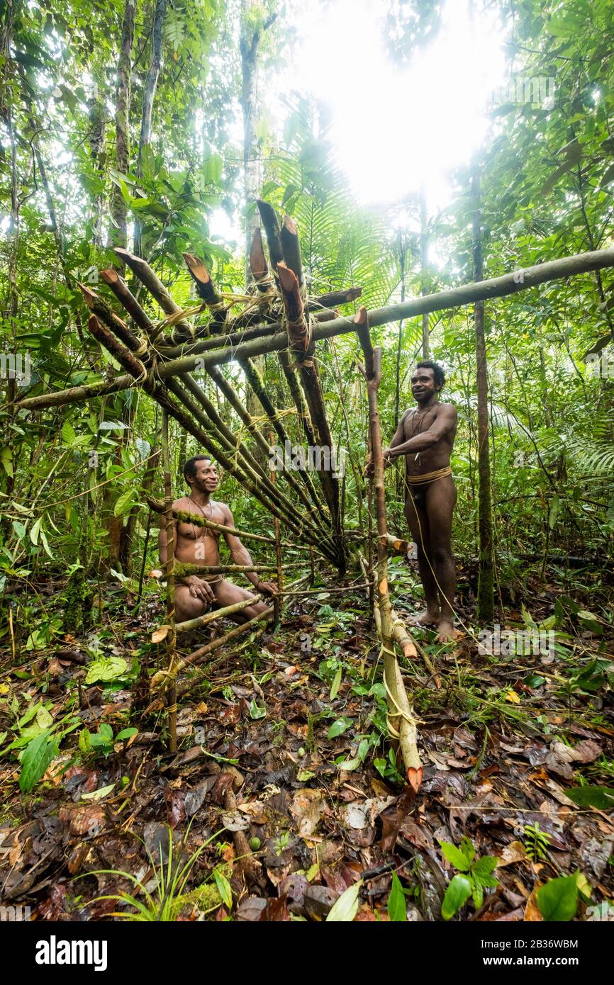 Indonesia, Papua Occidentale, Mabul, spedizione Korowai, facendo una trappola di maiale selvaggia Foto Stock