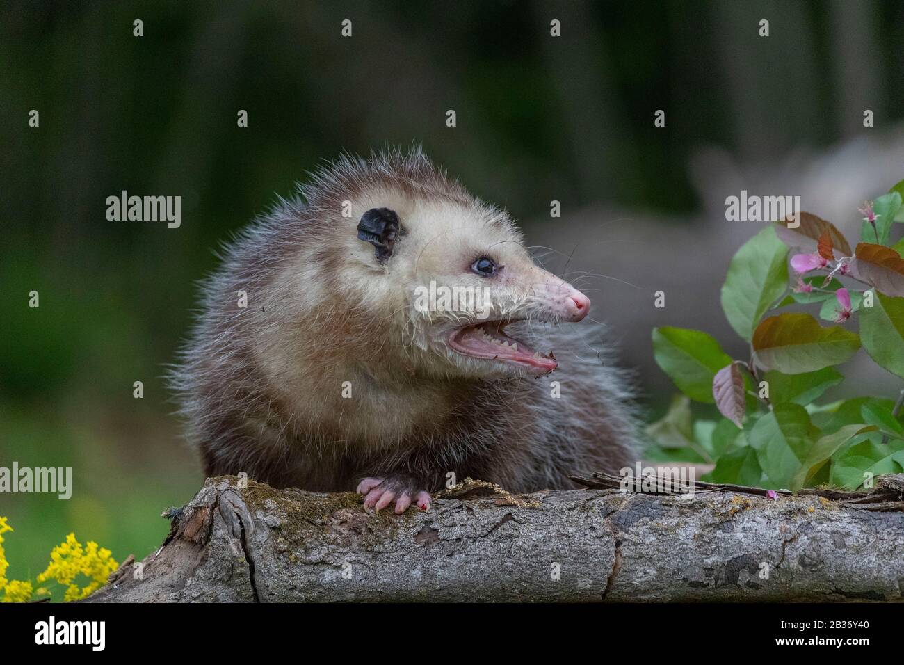 United Saates, Minnesota, Virginia opossum o North American opossum (Didelphis virginiana), Captive Foto Stock