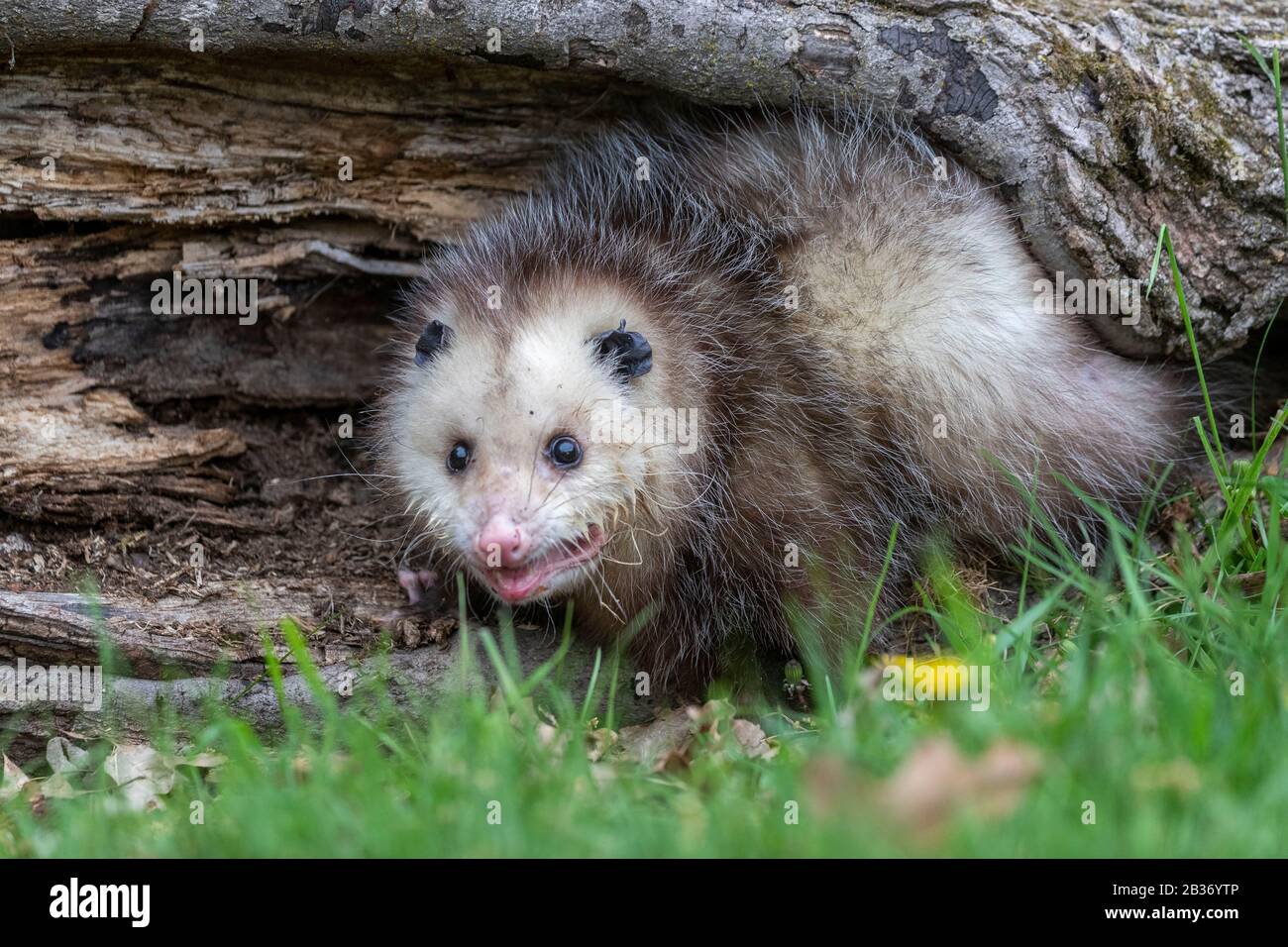 United Saates, Minnesota, Virginia opossum o North American opossum (Didelphis virginiana), Captive Foto Stock