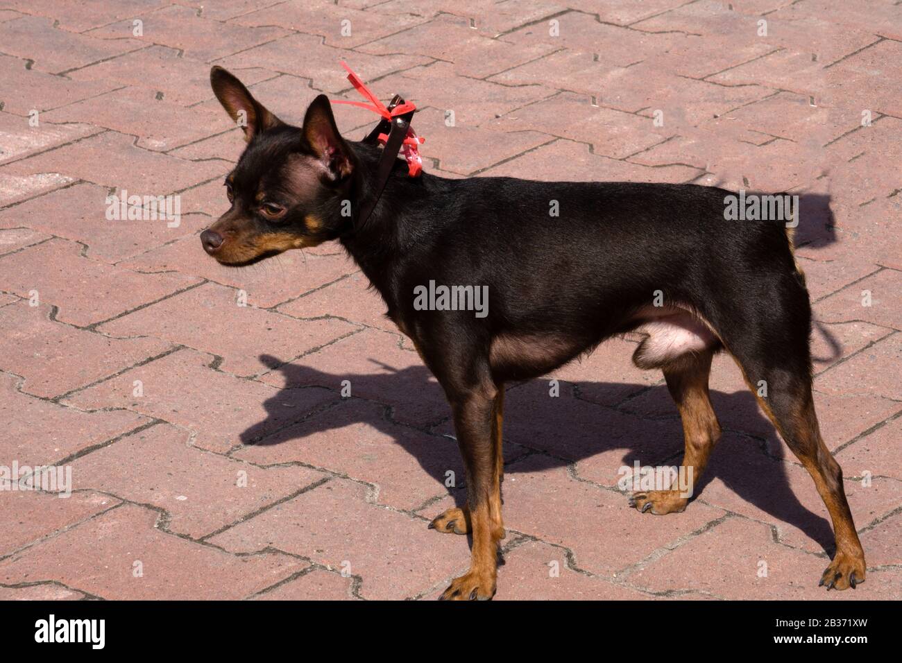 Cioccolato Labrador Retriever Puppy naso corsa in attesa Foto Stock