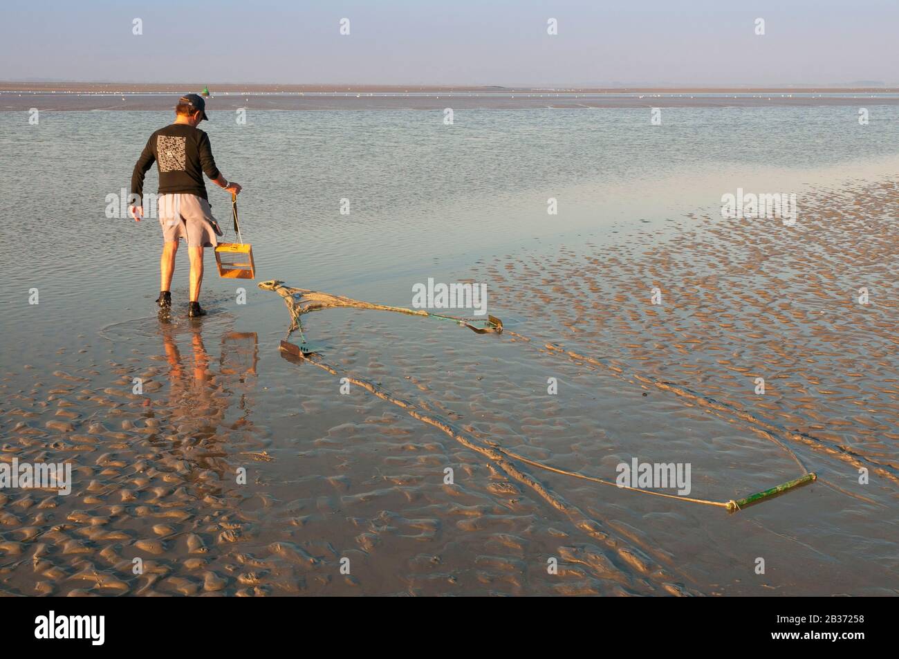 Francia, Somme (80), Baie de Somme, le Crotoy, a differenza della maggior parte dei pescatori che utilizzano una rete che è spinta di fronte a voi, questa riva fisher utilizza una sorta di mini-traino che ci tiriamo dietro Foto Stock