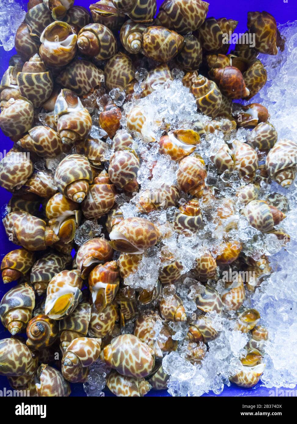 Fresca babylonia areolata nel vassoio di plastica con ghiaccio tritato per la vendita nel mercato del pesce. Foto Stock