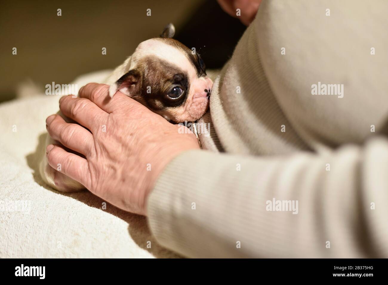 Cucciolo di Bulldog francese alimentato con latte da una bottiglia Foto Stock