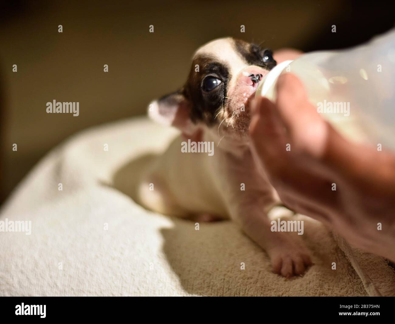 Cucciolo di Bulldog francese alimentato con latte da una bottiglia Foto Stock