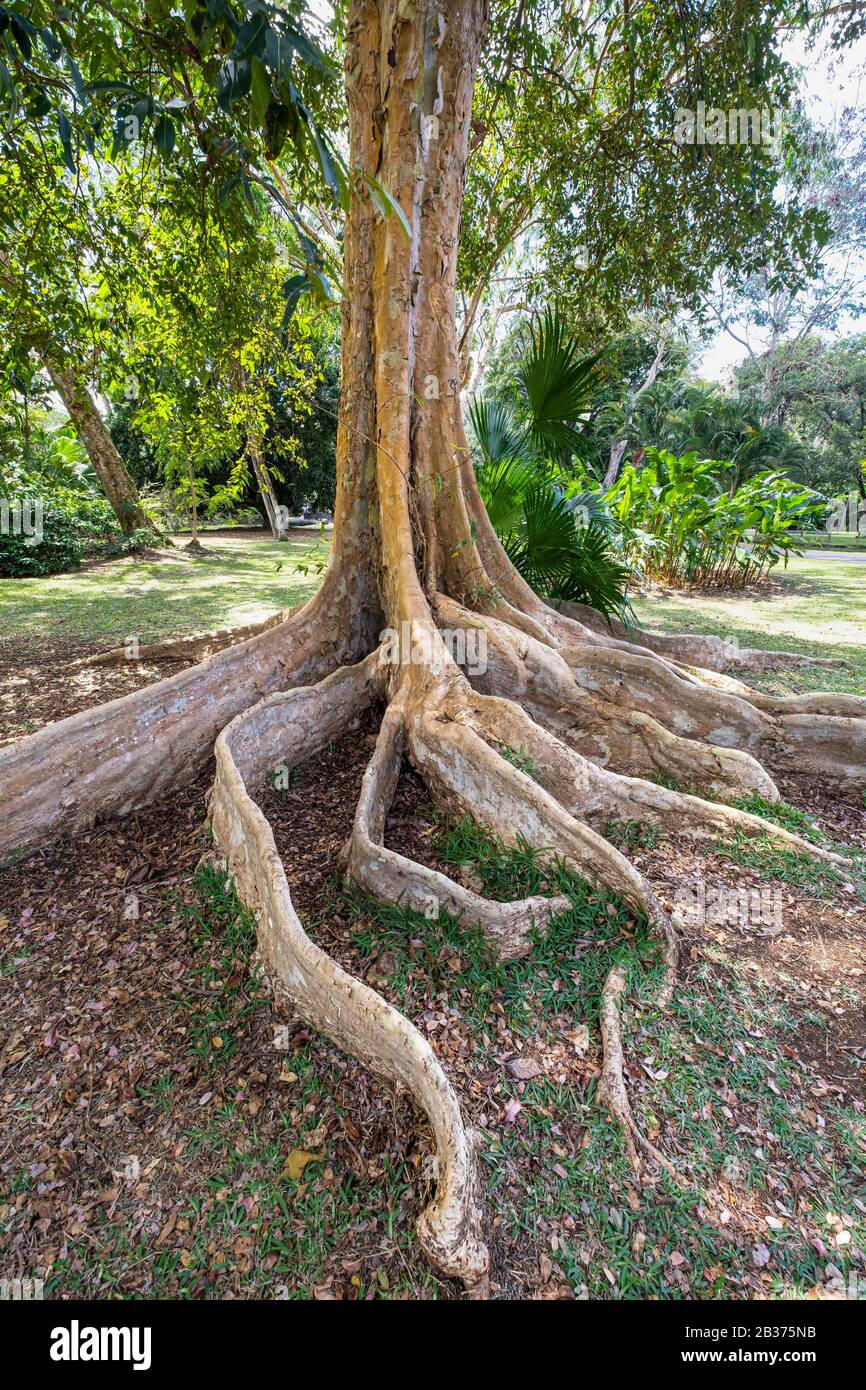 Mauritius, Distretto di Pamplemousses, Pamplemousses, Sir Seewoosagur Ramgoolam giardino botanico Foto Stock