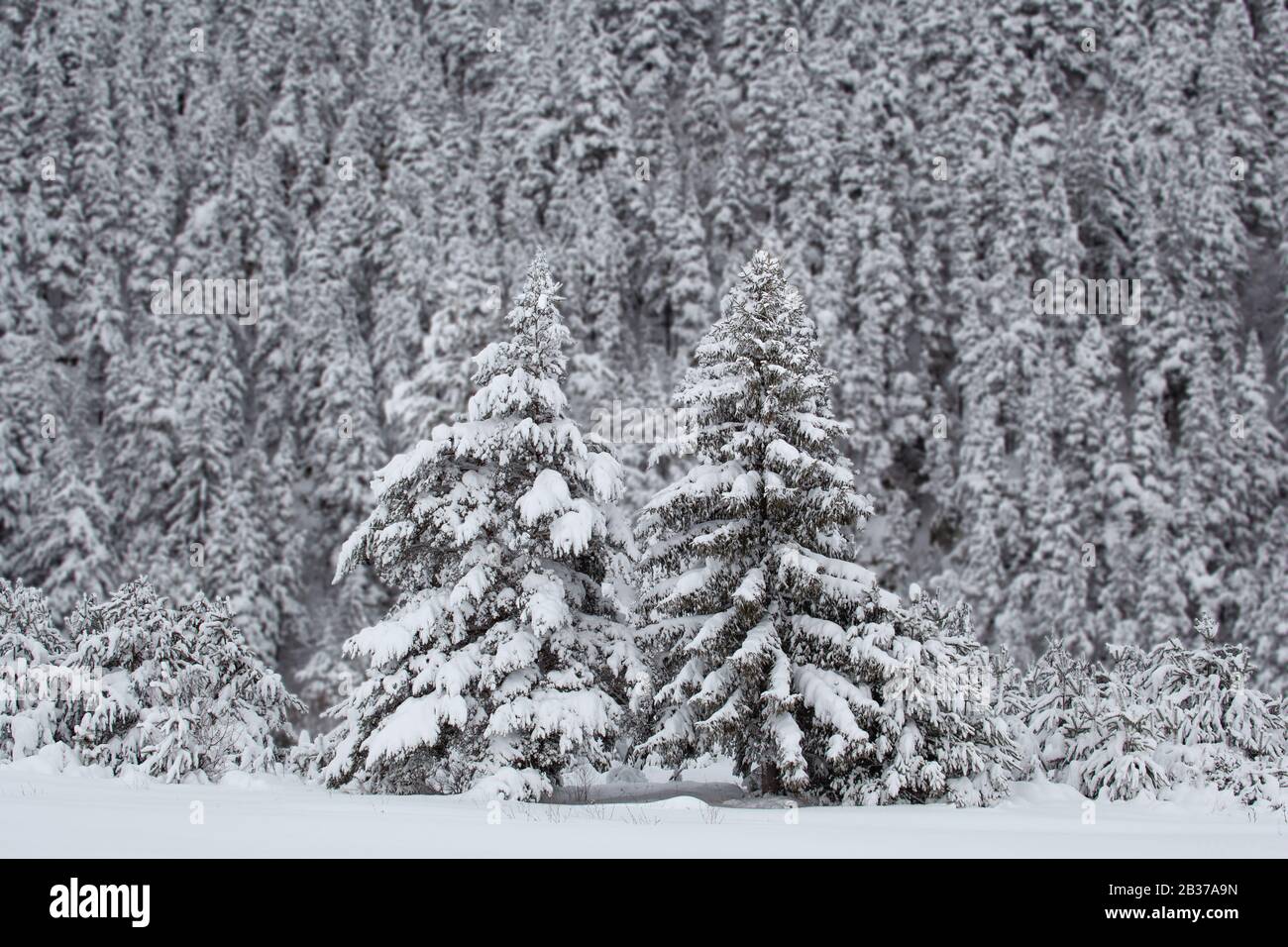 Paesaggio invernale con due pini innevati su uno sfondo di pini sfocati in una giornata torbida Foto Stock