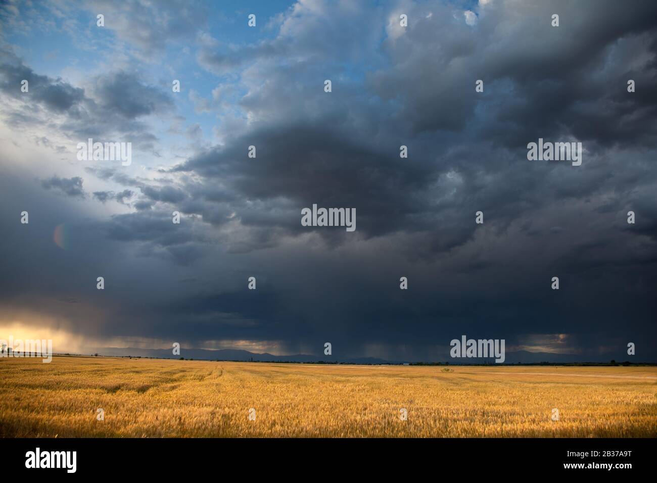 Paesaggio con campo di grano maturo e di venire forte pioggia e tempesta in una giornata estiva. Foto Stock