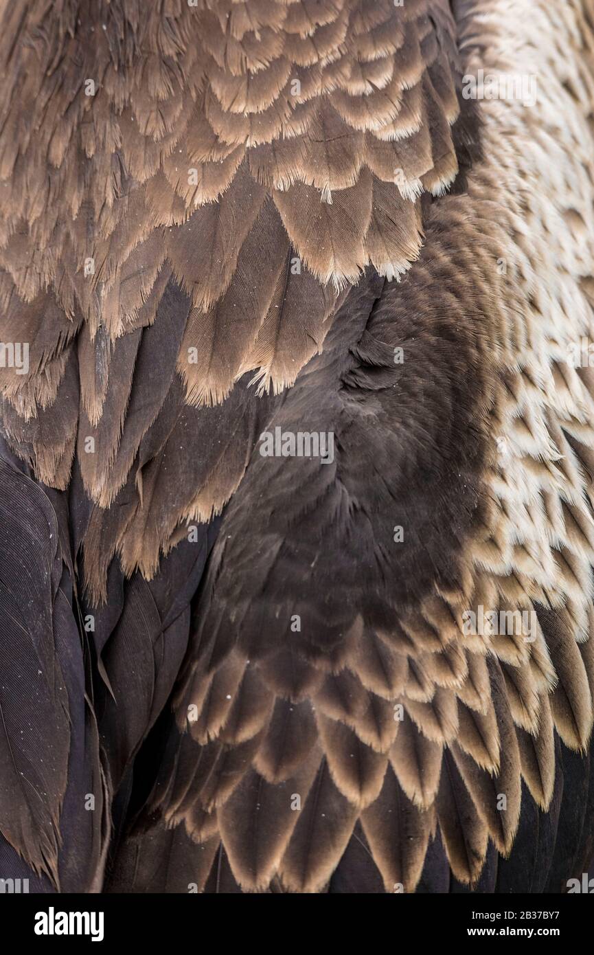 Ecuador, arcipelago delle Galapagos, classificato come Patrimonio Mondiale dall'UNESCO, Lobos Island, Frigatebird (Fregata magnificens) giovane femmina Foto Stock Ecuador, arcipelago delle Galapagos, classificato come Patrimonio Mondiale dall'UNESCO, Lobos Island, Frigatebird (Fregata magnificens) giovane femmina Foto Stock