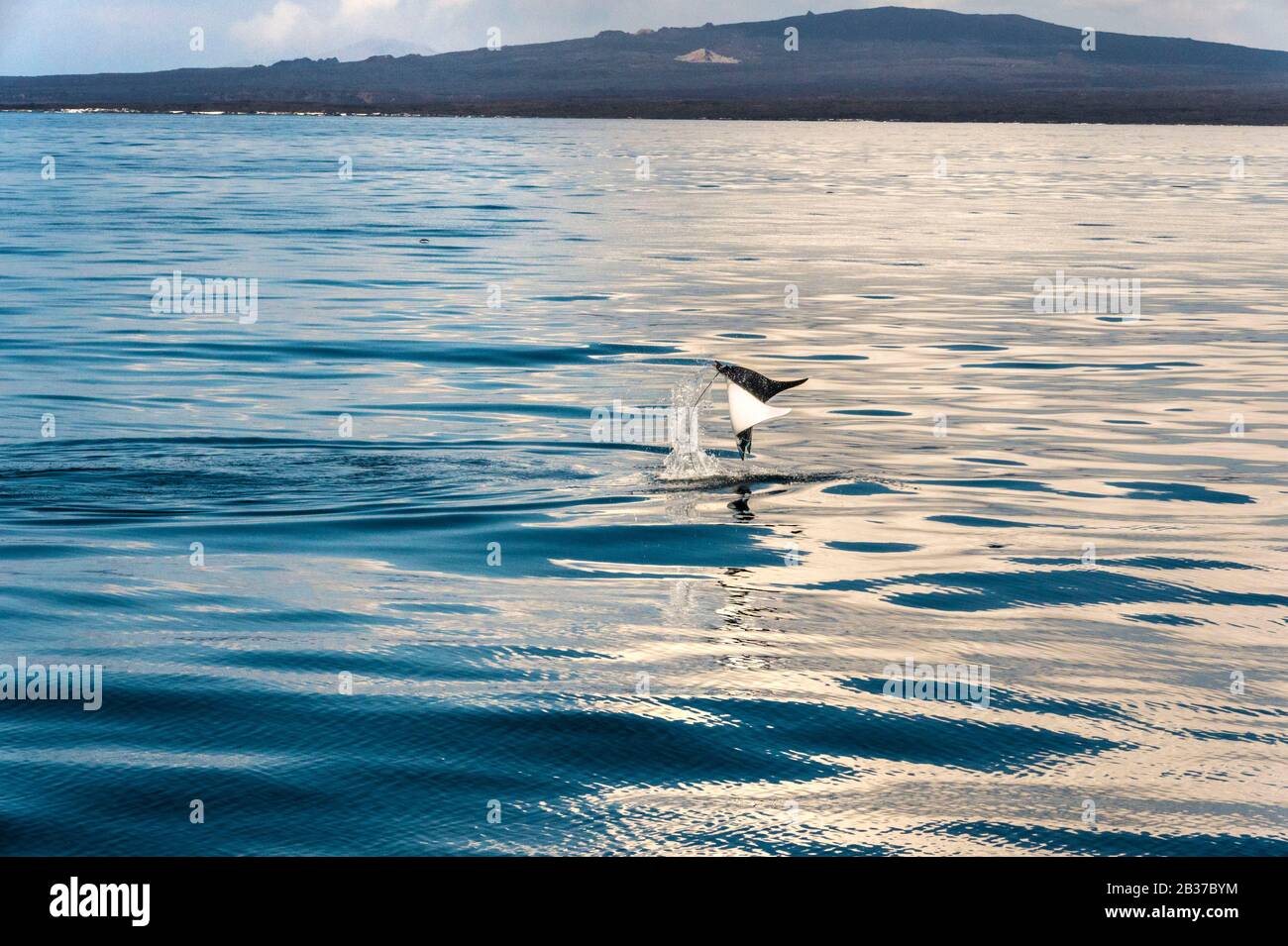 Ecuador, arcipelago delle Galapagos, patrimonio mondiale dell'UNESCO, isola di Santiago e i suoi numerosi crateri vulcanici, Aiguillat ray (Mobula Japanica) in volo completo sopra la superficie dell'oceano in primo piano Foto Stock