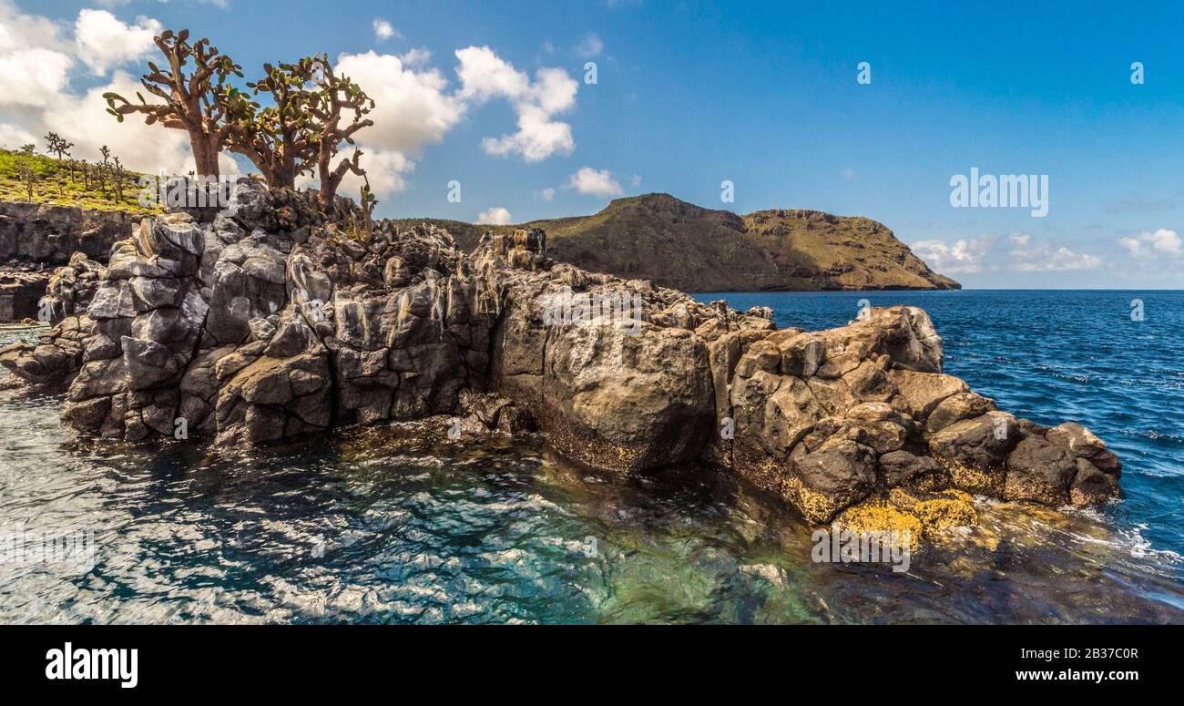 Ecuador, arcipelago delle Galapagos, dichiarato Patrimonio dell'Umanità dall'UNESCO, Isola di Santa Fé, crociera subacquea intorno all'Isola di Bouteille Foto Stock