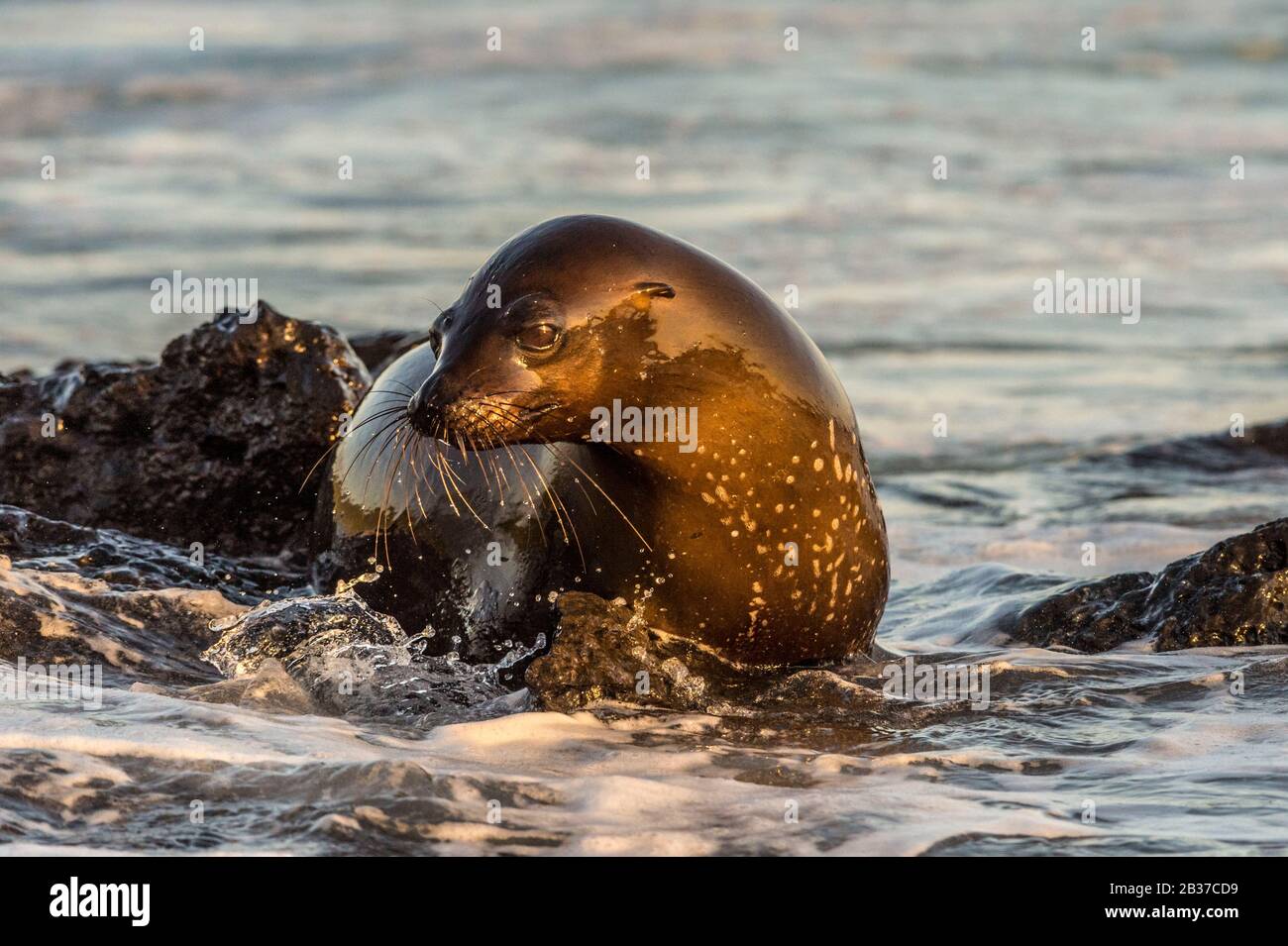 Ecuador, arcipelago delle Galapagos, classificato come Patrimonio Mondiale dall'UNESCO, Isola di San Cristobal, leone marino delle Galapagos (Zalophus wollebaeki) alla caccia di granchi rossi delle Galapagos (Grapsus grapisus) sulla laguna di El Junco, una delle poche fonti delle Galapagos, Impedisce l'evaporazione grazie alla sua altitudine - circa 700 metri sul livello del mare negli altipiani umidi di San Cristobal Foto Stock