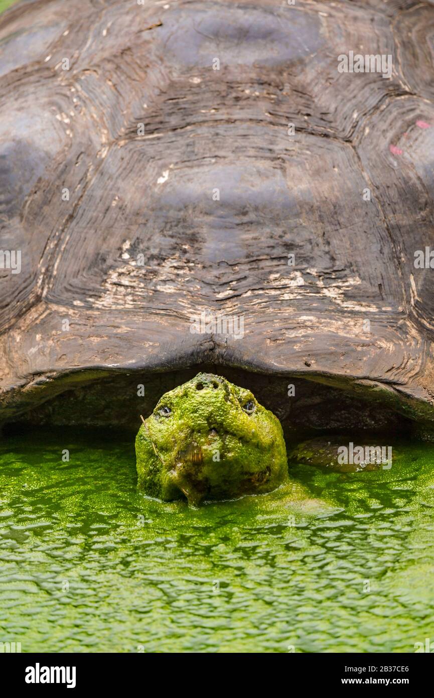 Ecuador, Arcipelago di Galápagos, classificato come Patrimonio dell'Umanità dall'UNESCO, Isola di Santa Cruz, Riserva di El Chato, tartaruga gigante Galápagos (Chelonoidis nigra) Foto Stock