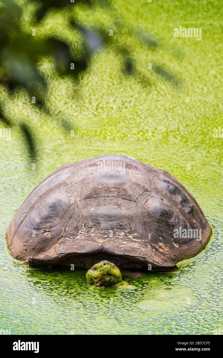 Ecuador, Arcipelago di Galápagos, classificato come Patrimonio dell'Umanità dall'UNESCO, Isola di Santa Cruz, Riserva di El Chato, tartaruga gigante Galápagos (Chelonoidis nigra) Foto Stock