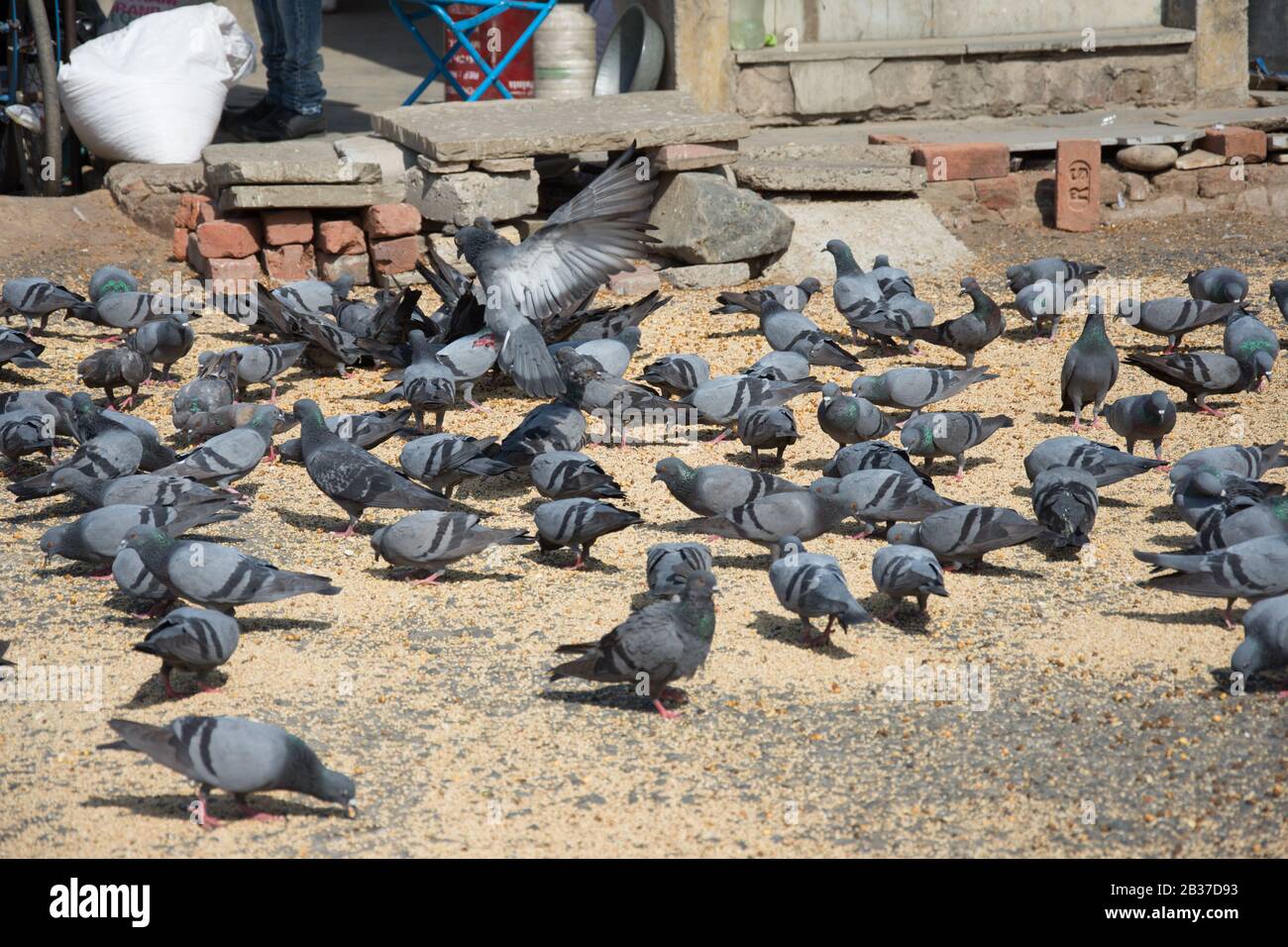 Ahmedabad / India / 11 aprile 2017: Gruppo di piccioni sotto il sole mangiare cibo crusca Foto Stock