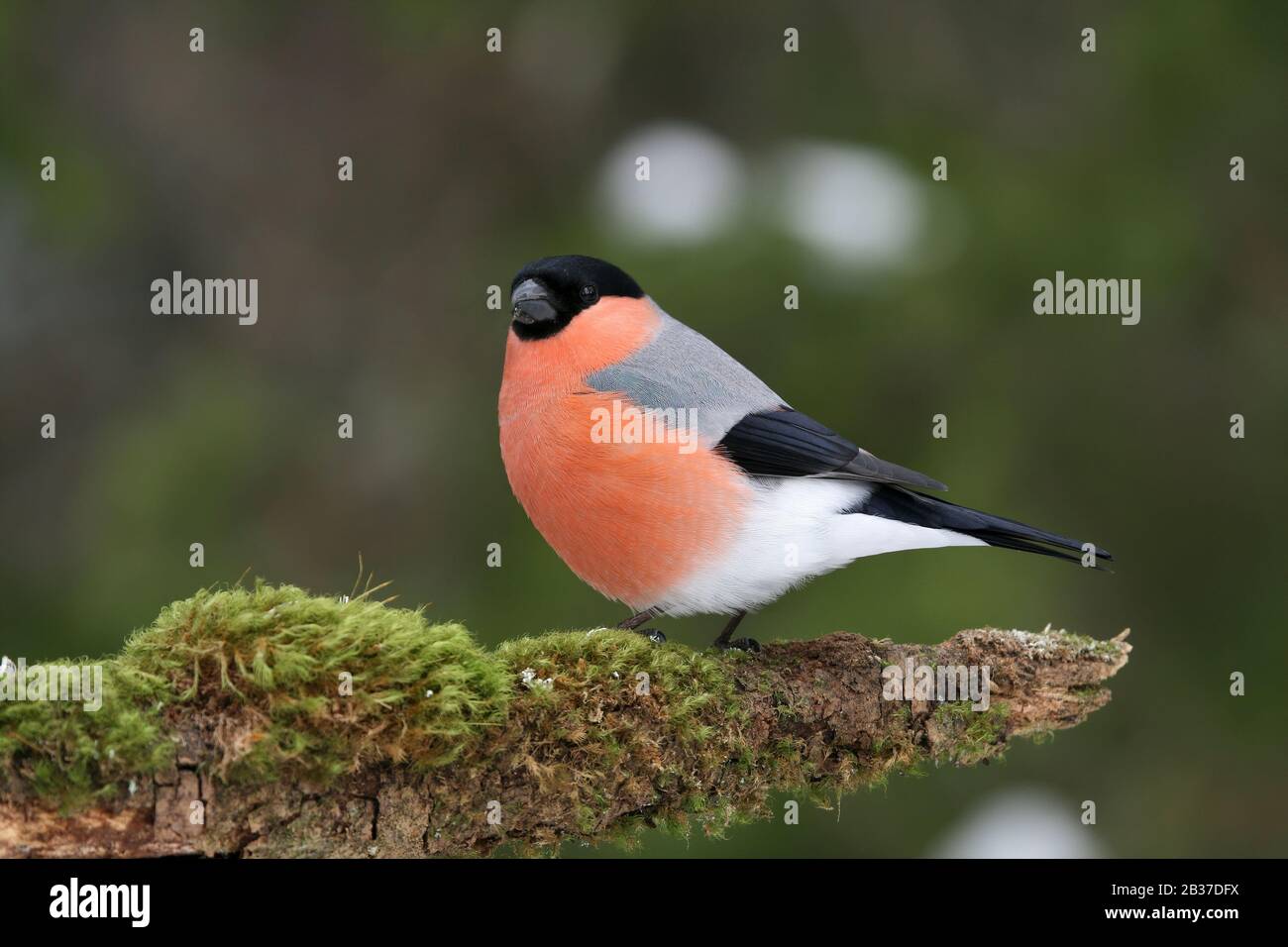 Bullfinch eurasiatica, Pirrhula pirrhula, maschio, Norvegia, trovato anche nel Regno Unito Foto Stock