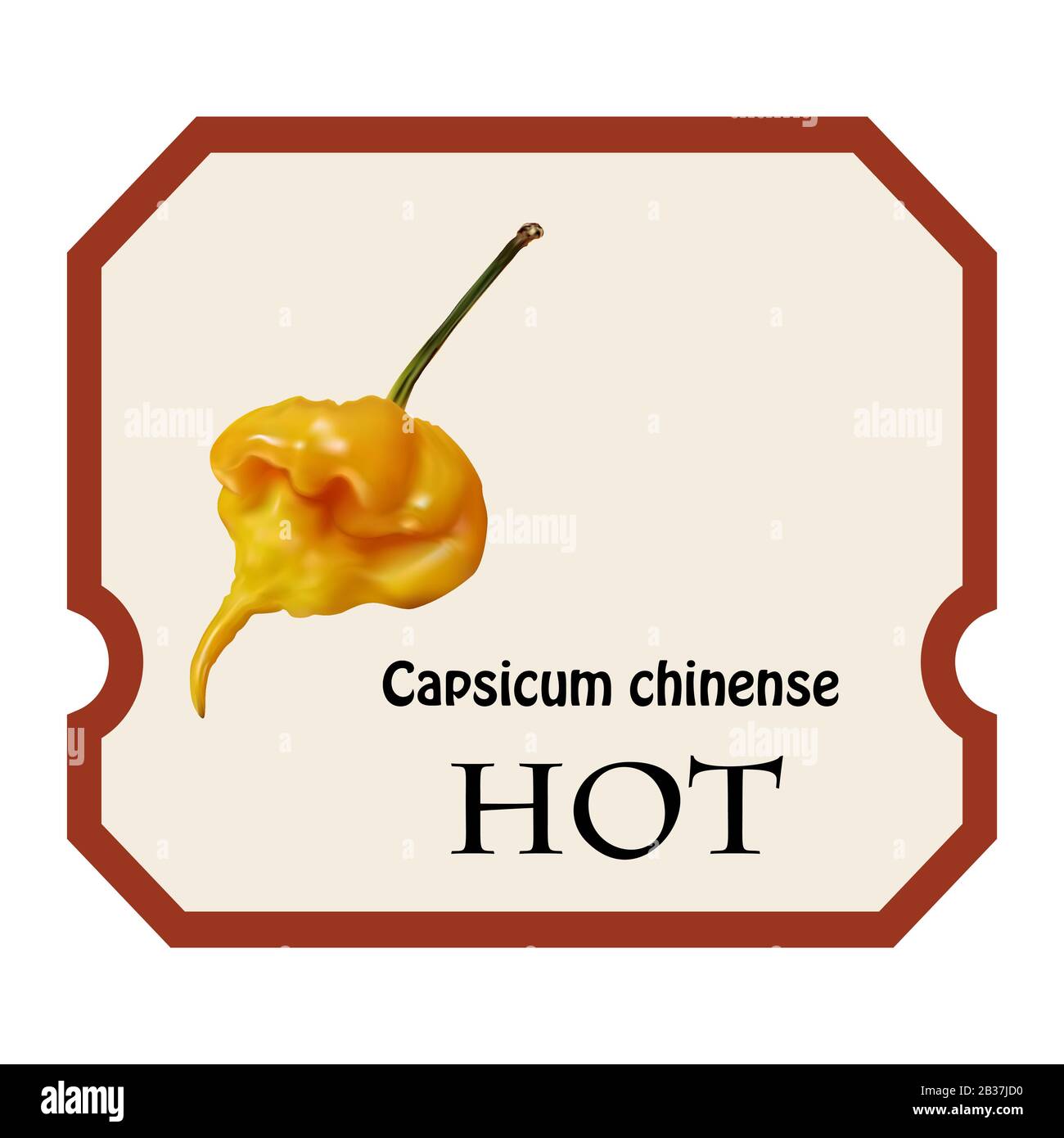 Capsicum chinense frutta, capsicum caldo con gusto bruciante. Pepe giallo caldo tropicale da vicino su sfondo bianco. Illustrazione Vettoriale