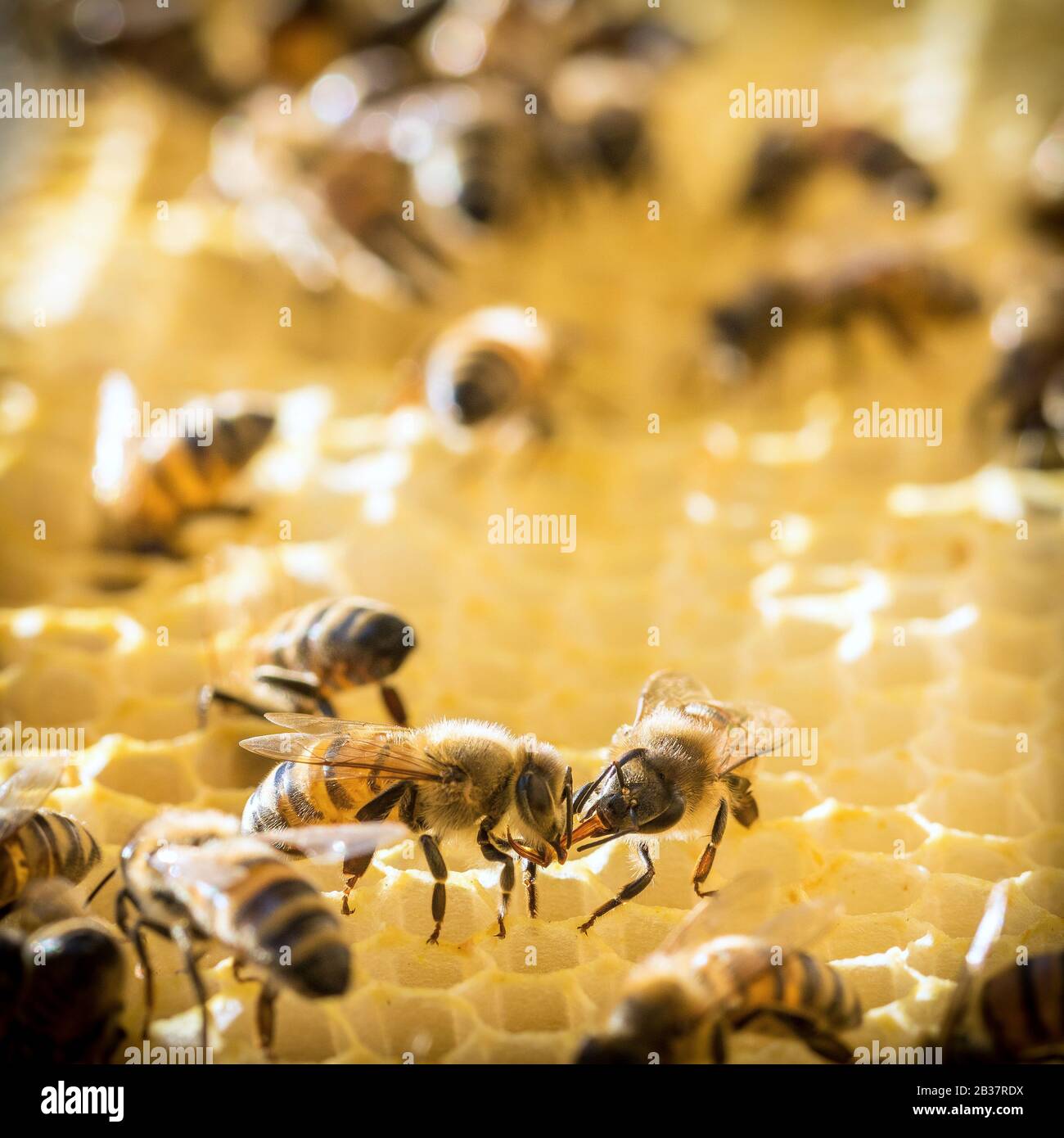 api operaio al lavoro - macro Foto Stock