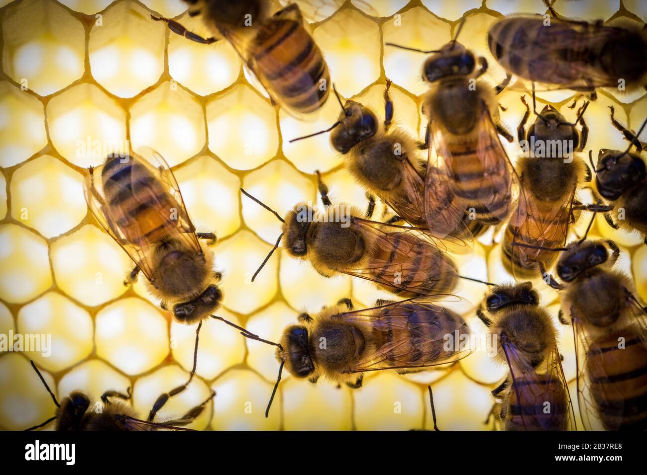 api operaio al lavoro - macro Foto Stock