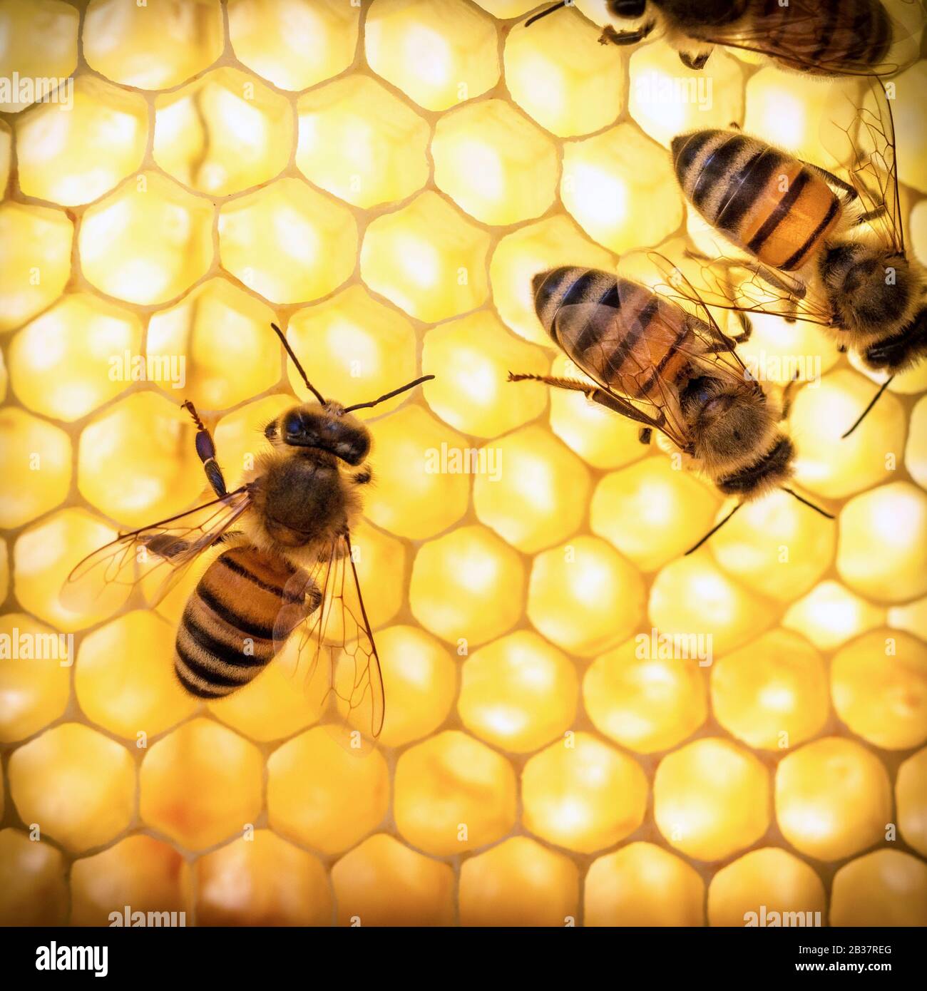 api operaio al lavoro - macro Foto Stock