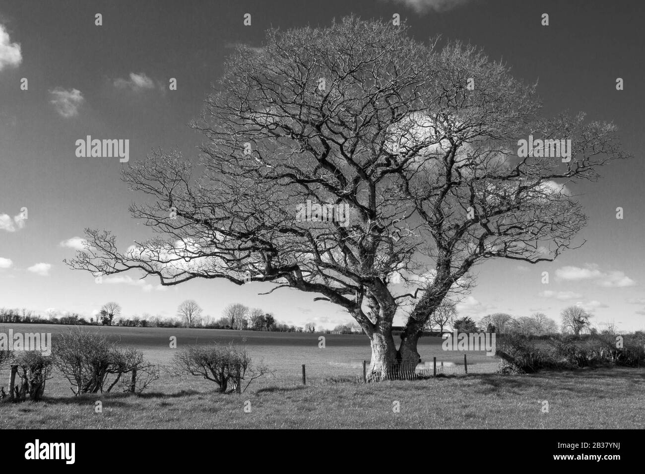 Albero in inverno a Co Tipperary Foto Stock