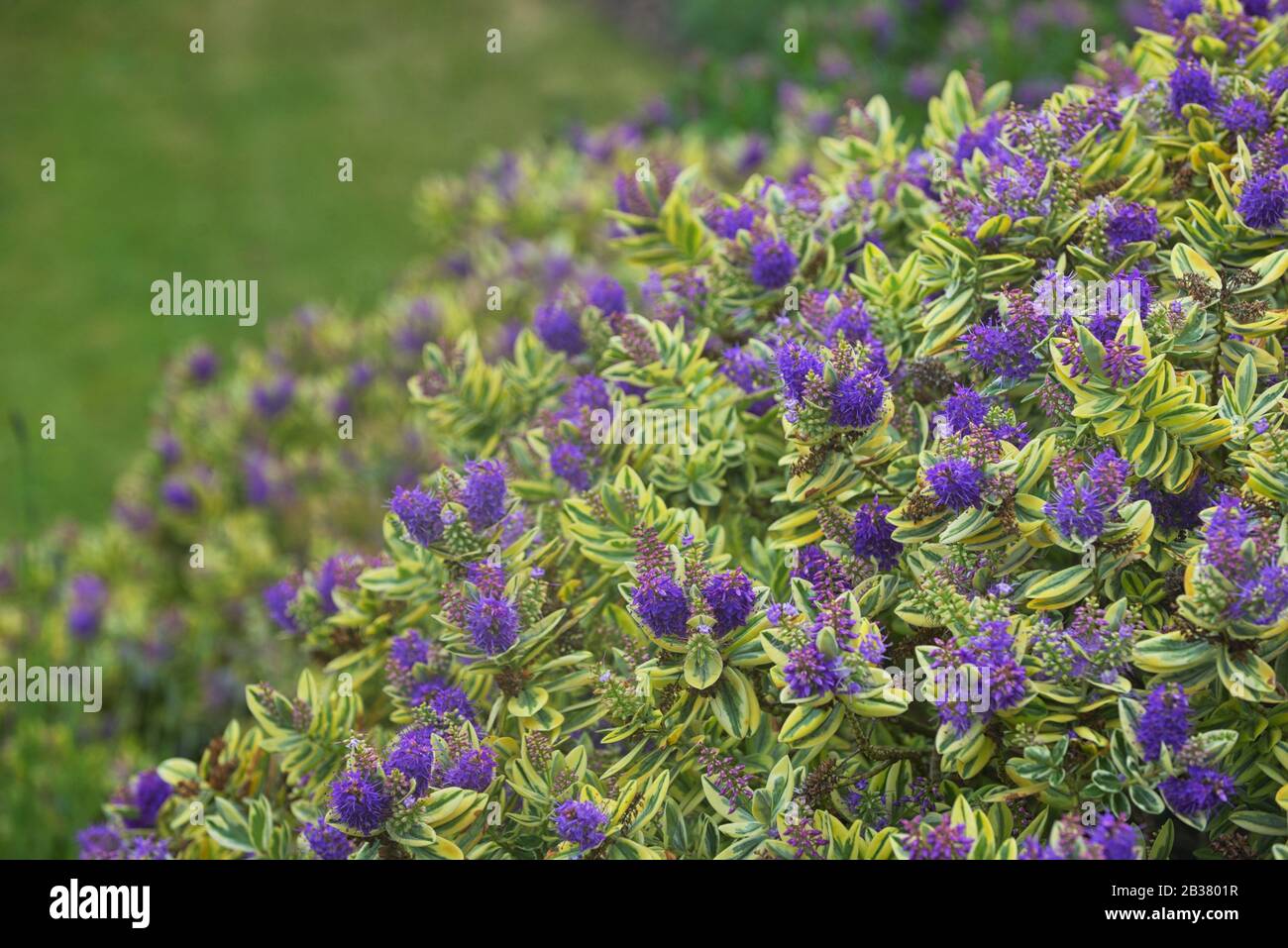 Dettagli del fiore Veeronica in estate Foto Stock