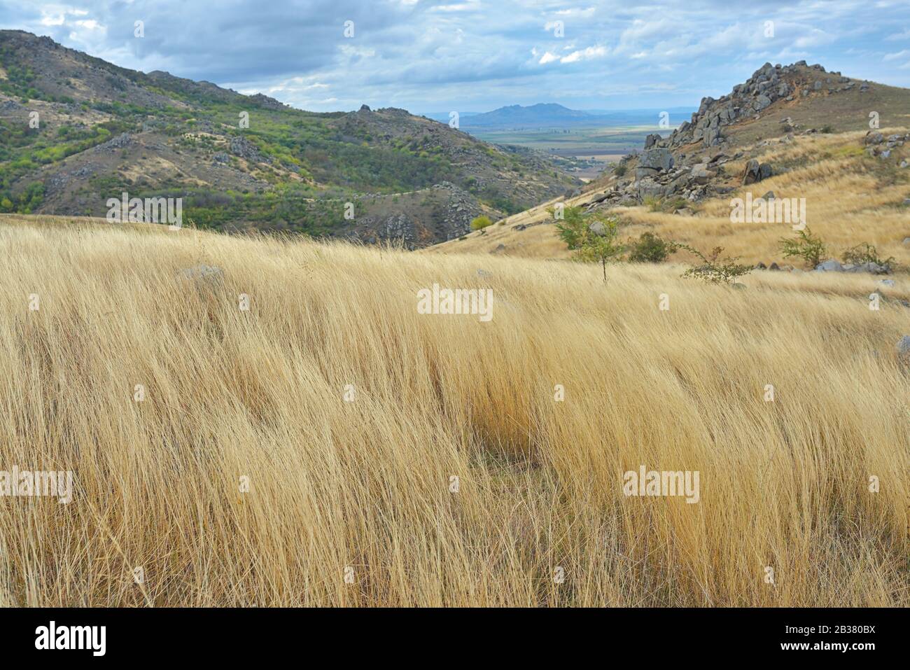 Erba gialla sulla cima della montagna rumeno Foto Stock