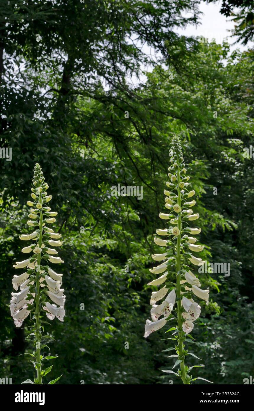 Il fiore bianco volgastro o Digitalis purpurea nel giardino pubblico, Sofia, Bulgaria Foto Stock