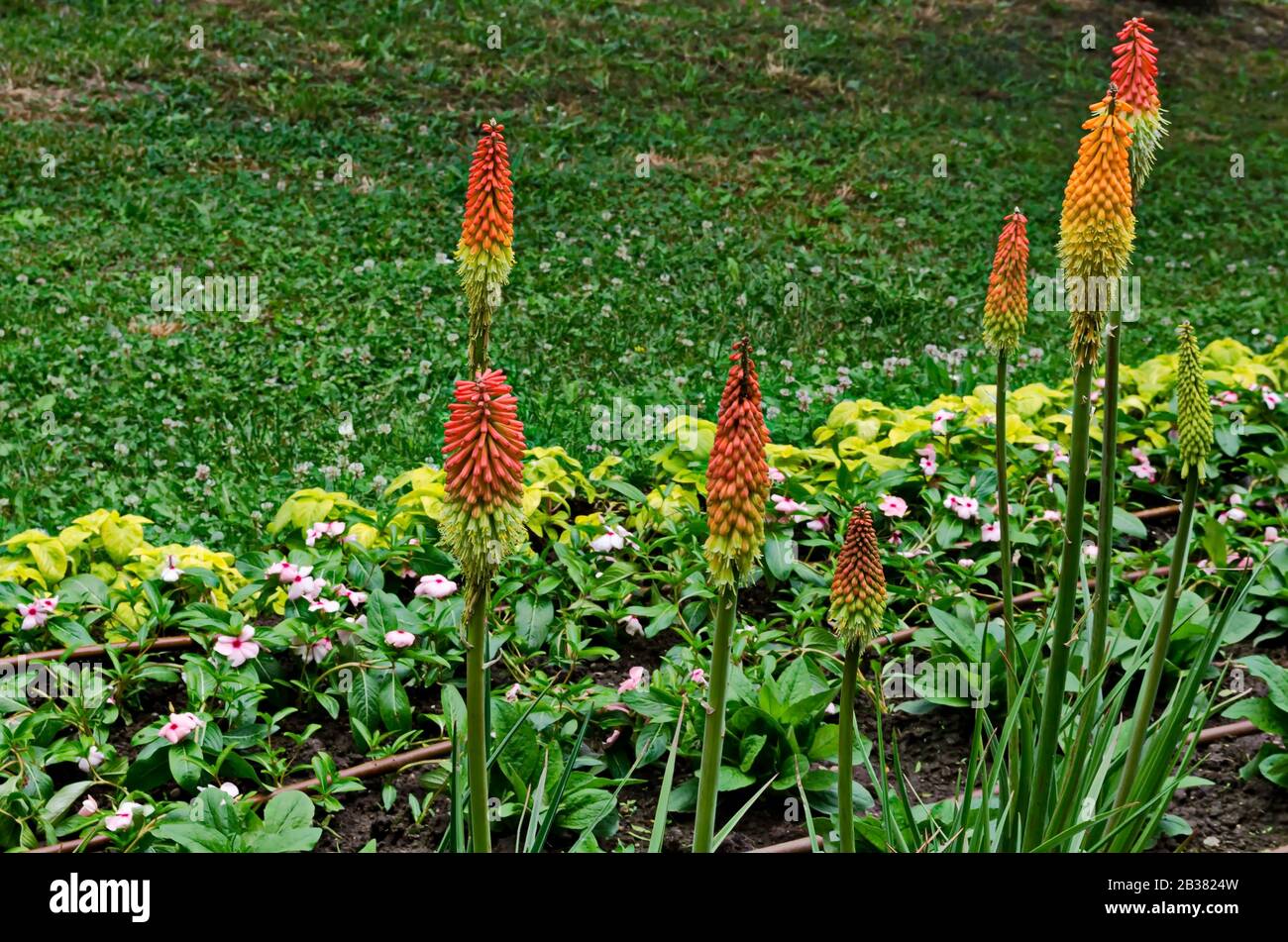 Gruppo di pokers rossi caldi fiore anche Kniphofia hirsuta, chiamato tritoma, torce giglio, knofflers, semafori nel giardino pubblico, Sofia, Bulgaria Foto Stock
