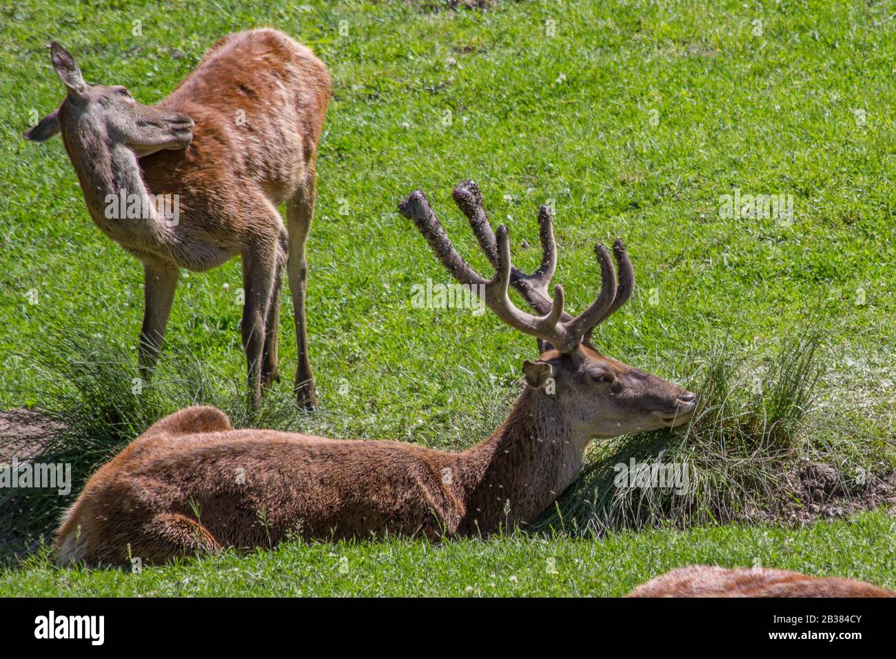 Cervi mangiare erba Foto Stock