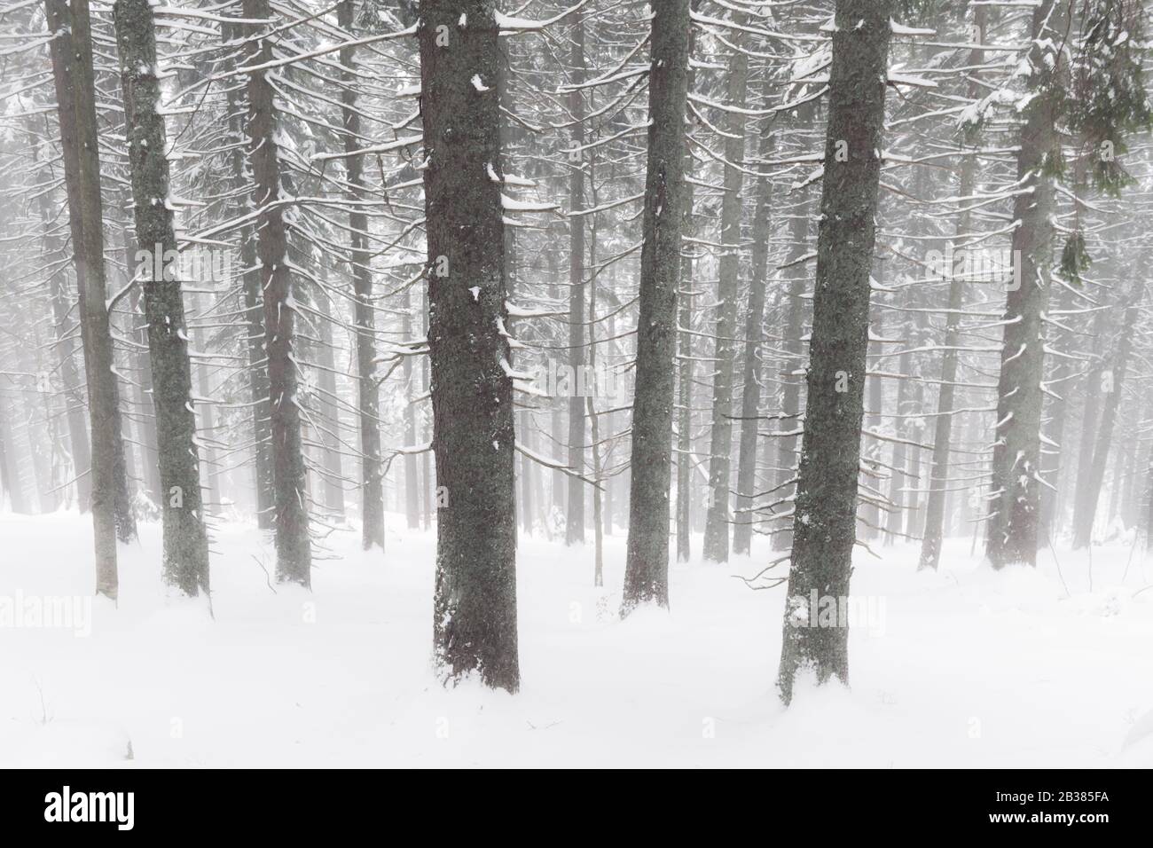 Paesaggio della foresta invernale di abete rosso nevoso e alberi di abeti. Albero congelato in stagione invernale. Sfondo natura Foto Stock