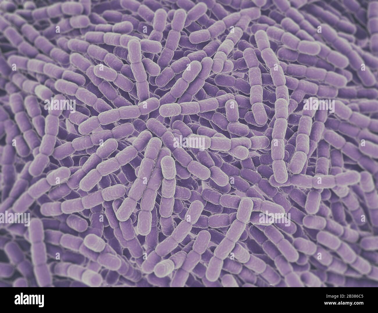Cellule batteriche di Streptococcus pneumonia. Sfondo del rendering 3D microscopico Foto Stock
