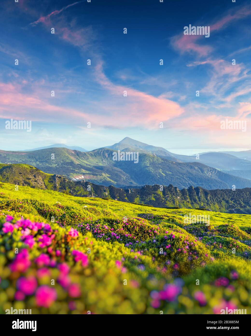Rhododendron fiori coperti montagne prato in estate. Luce viola dell'alba che si illumina in primo piano. Fotografia di paesaggio Foto Stock
