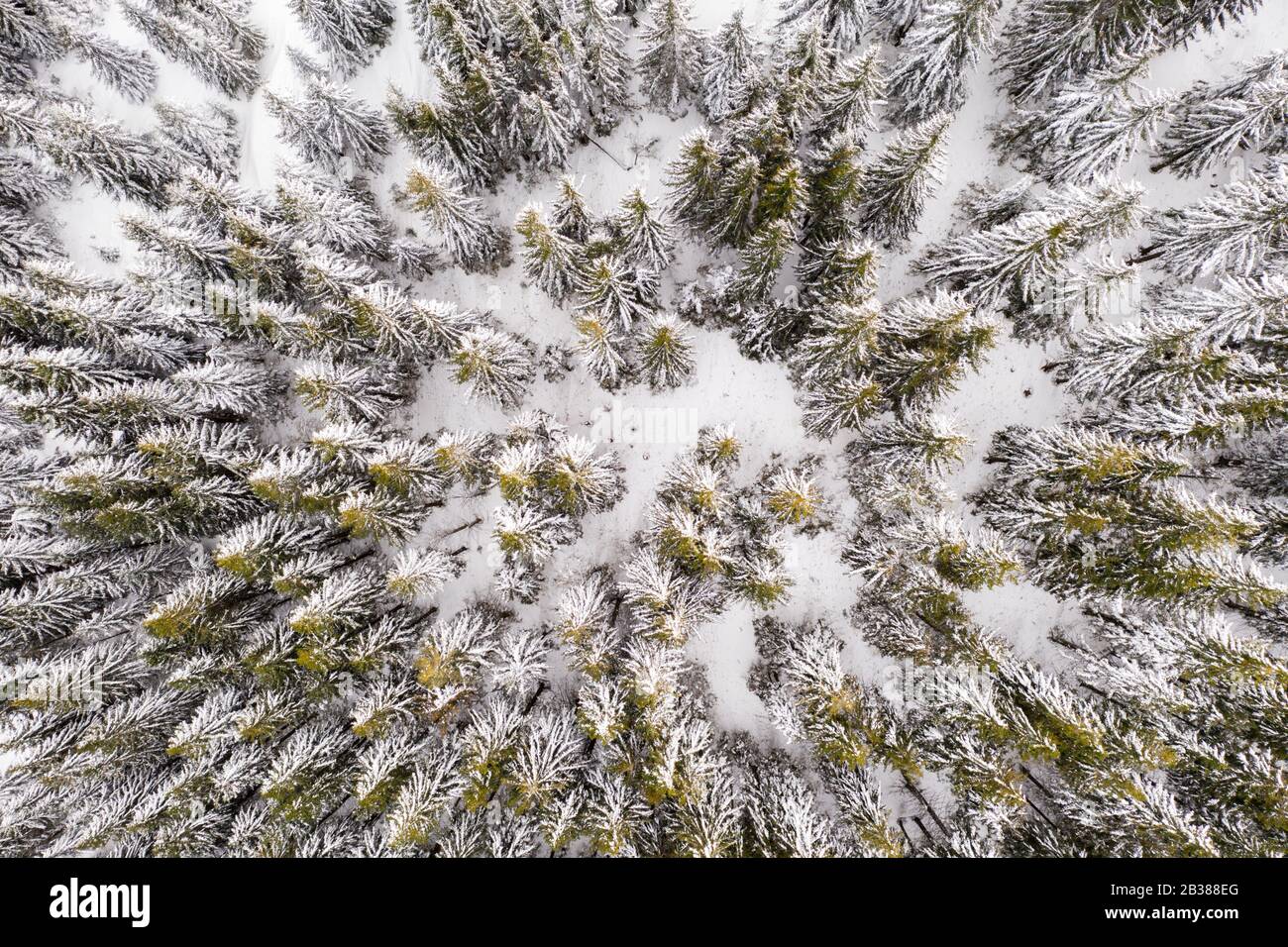 Aereo drone top down volare sopra inverno abete e pineta. Abeti in montagna valle coperta di neve. Fotografia di paesaggio Foto Stock