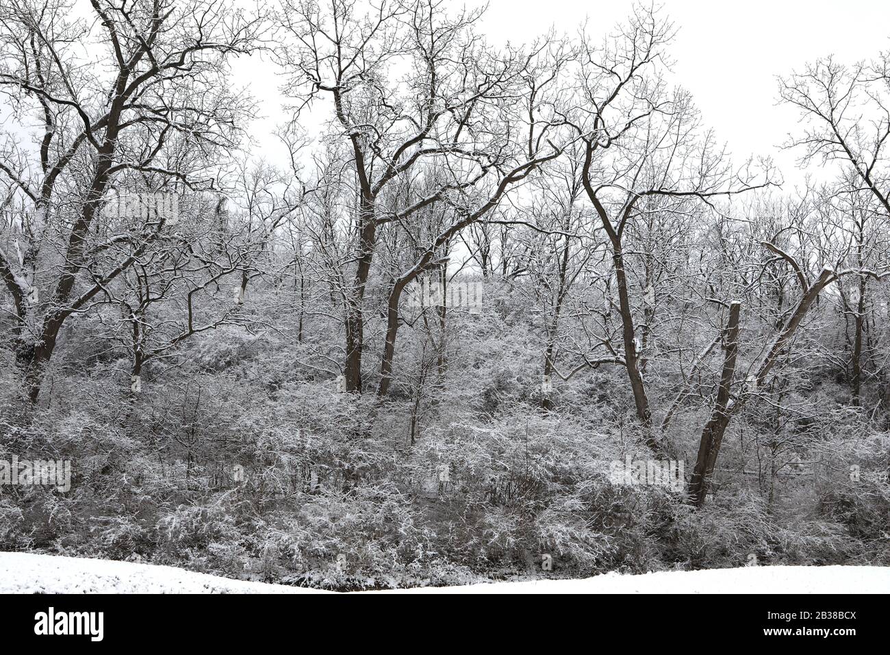 Paesaggio invernale nella natura selvaggia Foto Stock