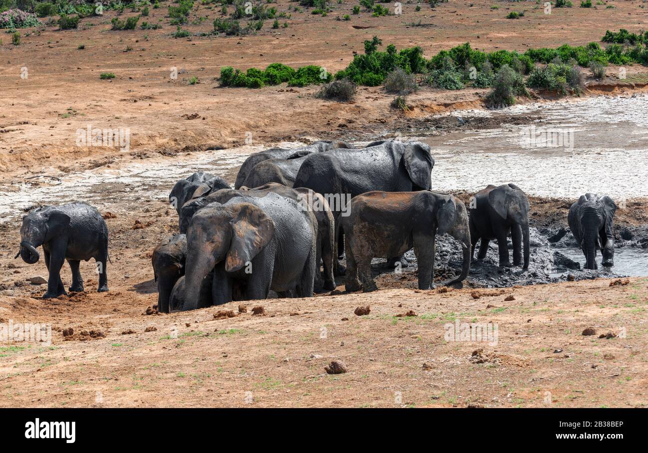 Mandria di fango ricoprì elefante africano in un'acqua nel paesaggio arido del Parco Nazionale degli Elefanti di Addo, Capo Orientale, Sud Africa Foto Stock
