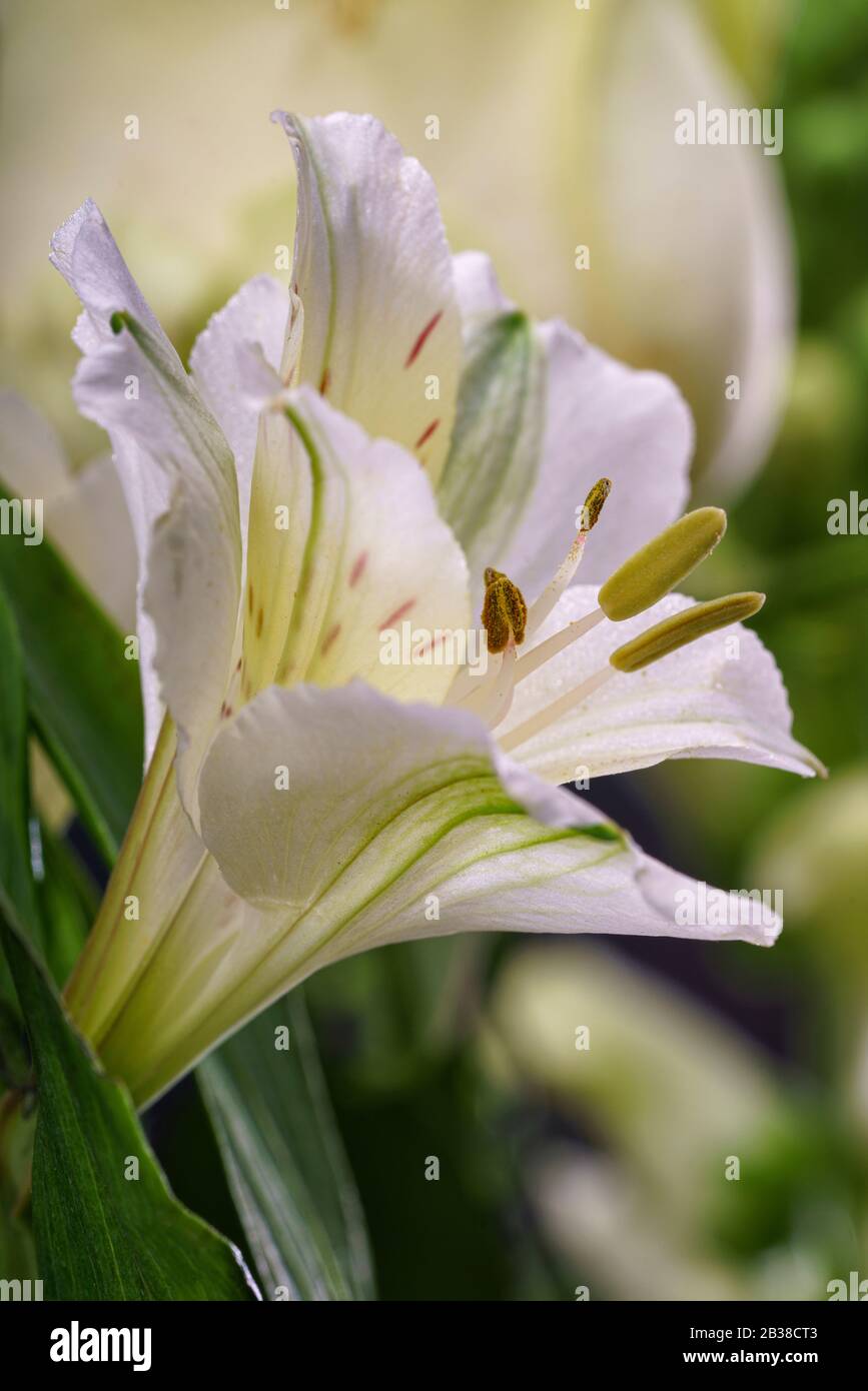 Primo piano di lillies bianchi che fanno parte di una disposizione di fiori bianchi Foto Stock