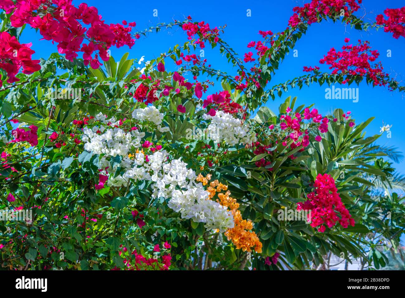 fiori da giardino bouganville, ambientato contro il cielo blu Foto Stock
