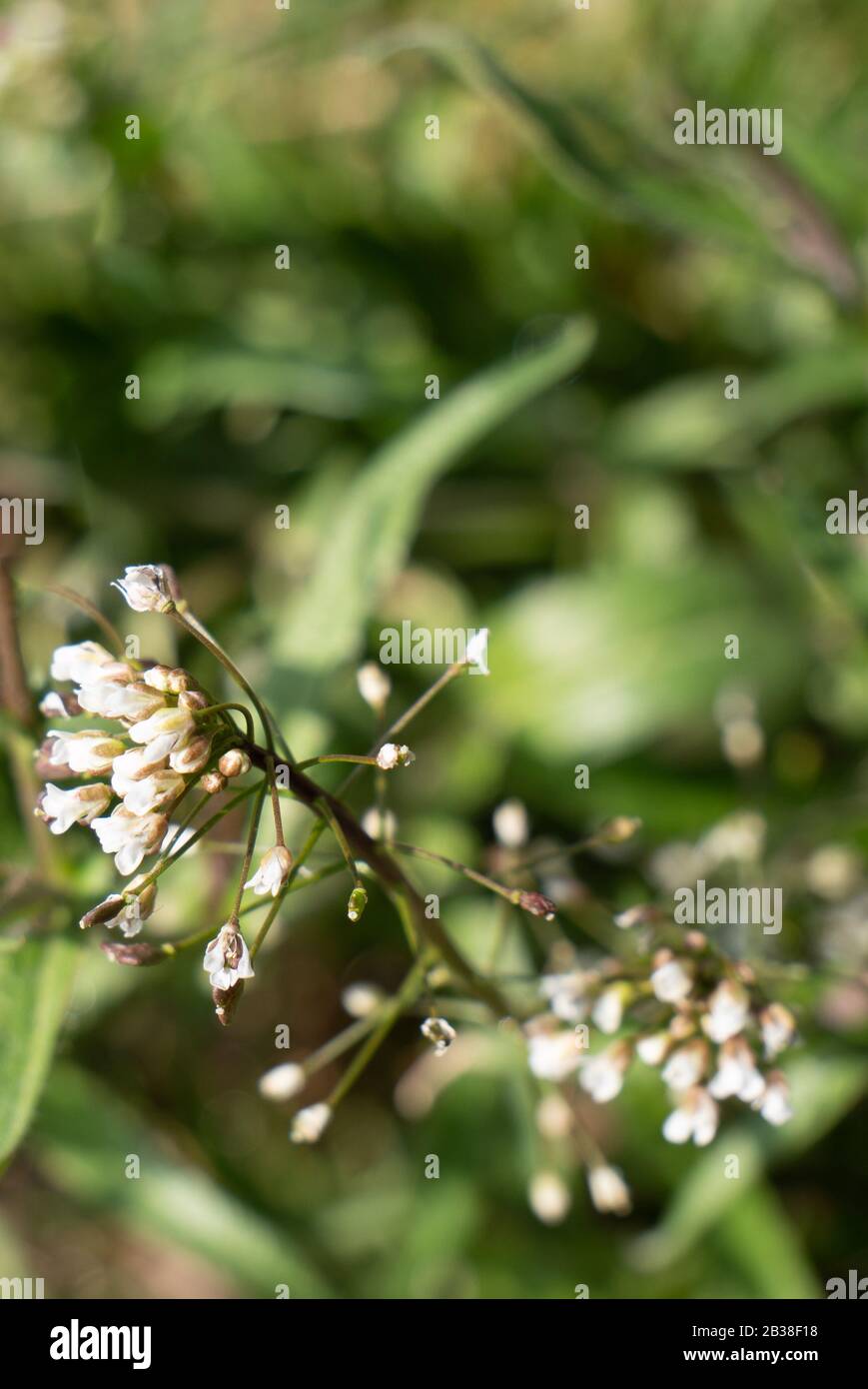 Cane fiori velenosi nel giardino Foto Stock