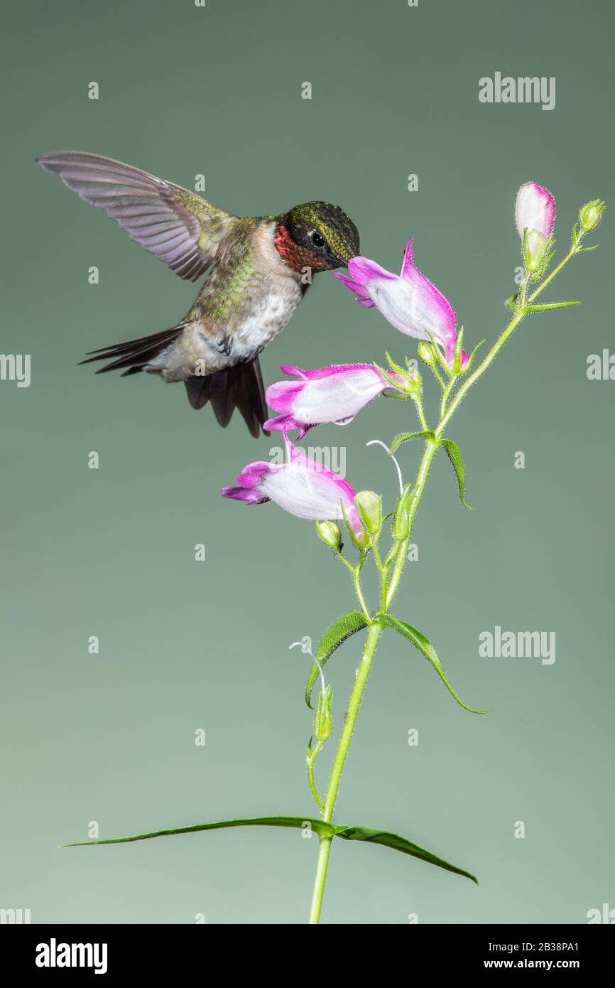 Un Nectar raccolta di Hummingbird con il gitardo rubato Foto Stock