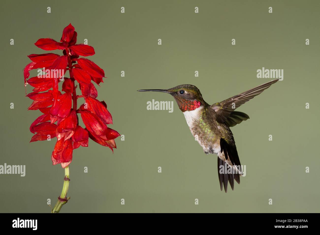 Un Hummingbird che si getta di fronte a un Fiore Foto Stock