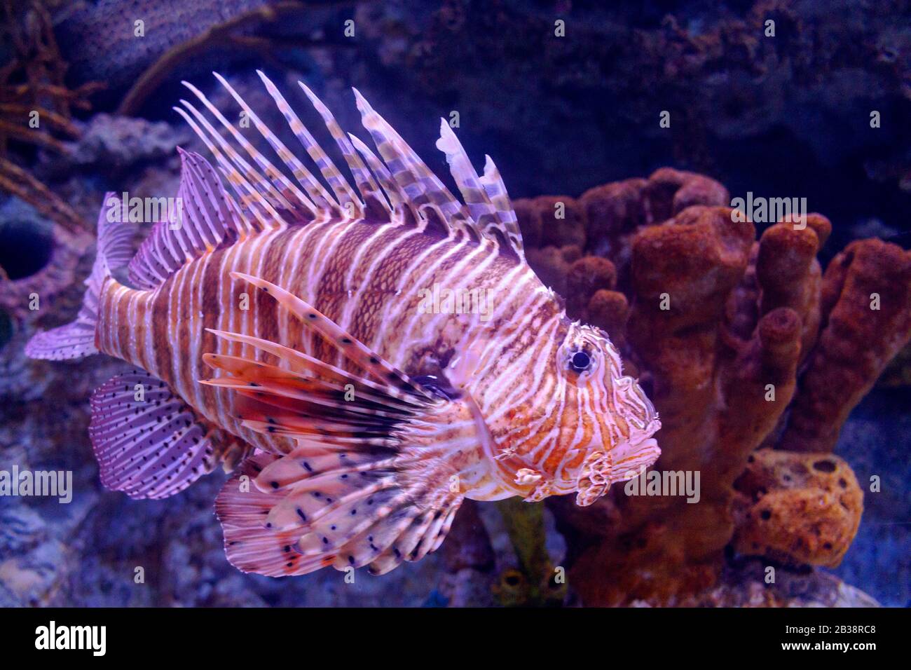 Pesce leone rosso (volitans di Pterois). Volitans di Pterois. Pesce leone rosso Pterois volitans pesci acquario. Foto Stock