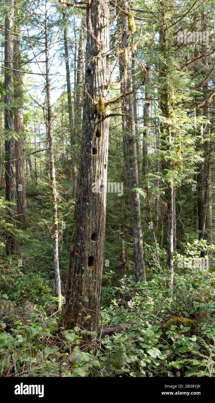 Albero morto verticale Che Mostra I Buchi Che Sono Importanti per le Nidi e Le Nidi di fauna selvatica Foto Stock