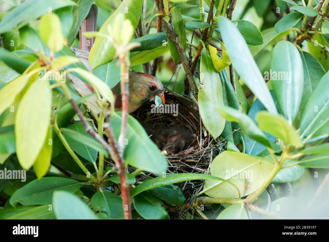 una donna cardinale con cibo nel suo becco per dare i suoi pulcini neonati nel loro nido di uccelli, Foto Stock