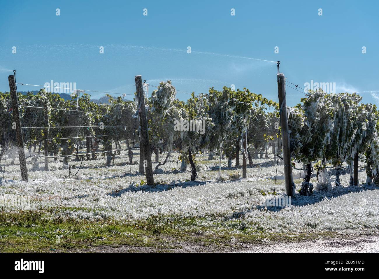 Coperte di ghiaccio D'Acqua Spruzzate su uva e Viti per Evitare Danni A Frutta e Viti da una Fost di tarda stagione nella Valle di Okanagan, a.C. Foto Stock