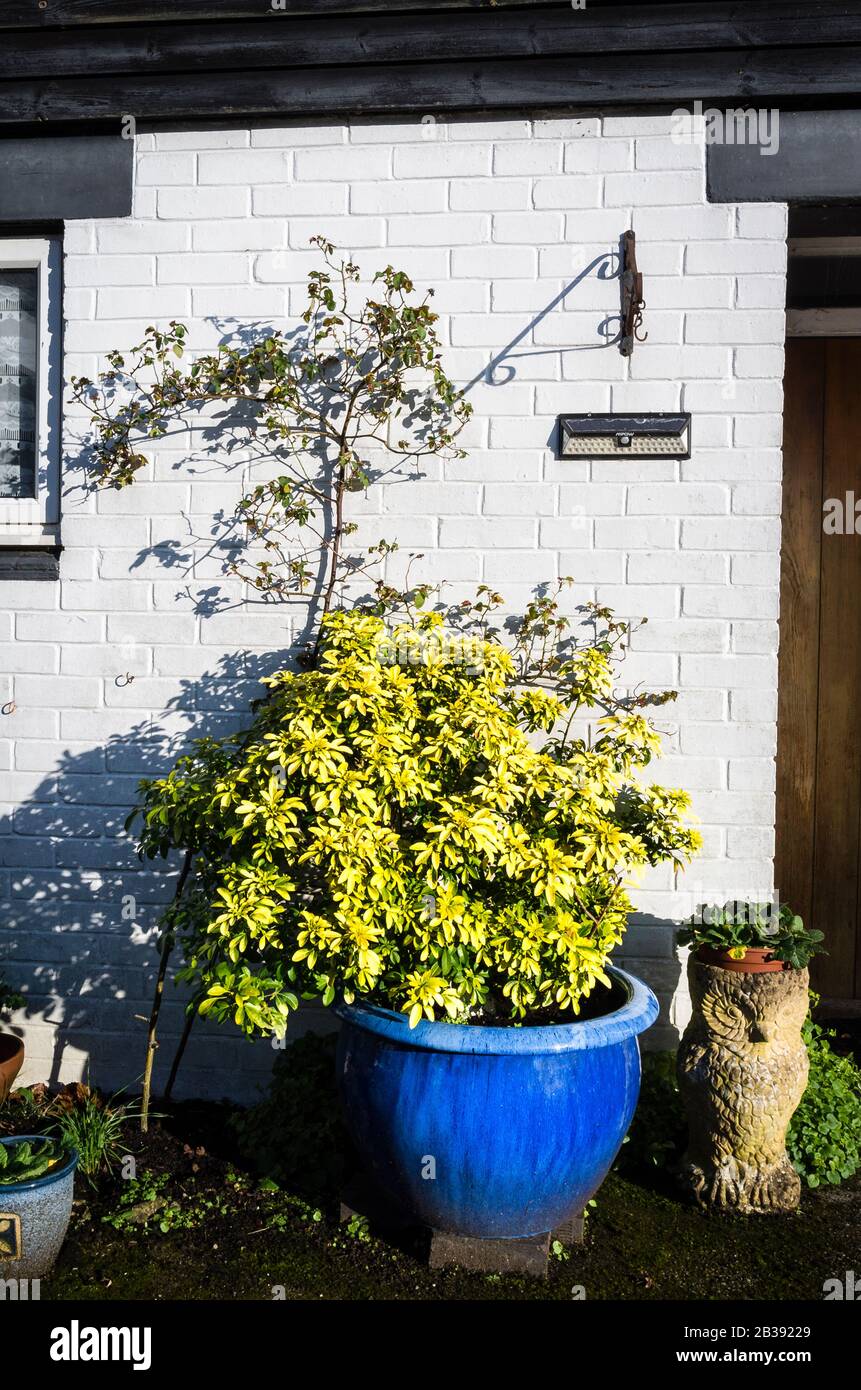 A metà inverno arbusti sempreverdi come Choisya ternata Sundance fornire Fogliame incandescente indipendentemente dal tempo in un giardino inglese Foto Stock